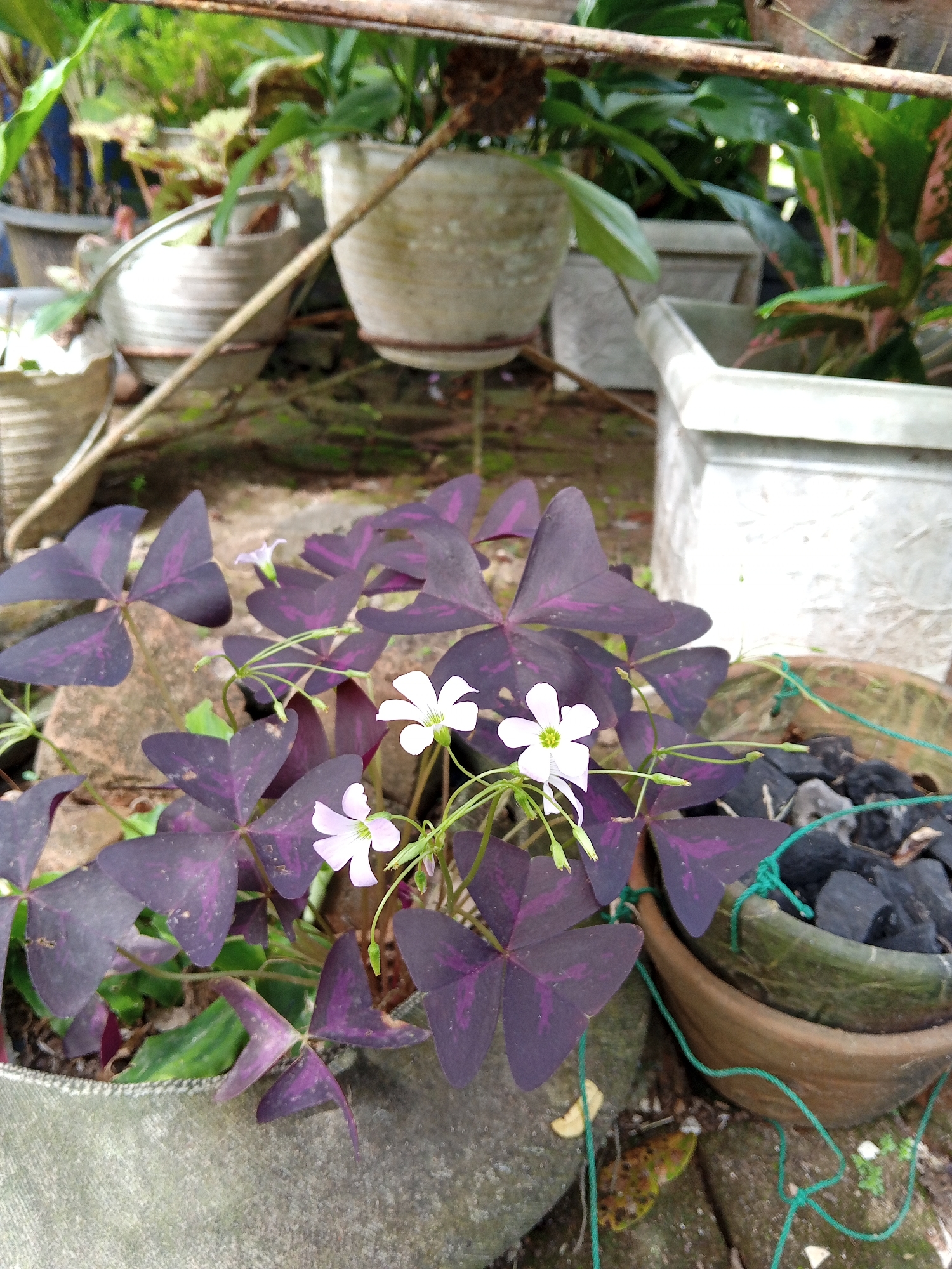 A close-up, eye-level shot shows a cluster of purple oxalis plants with white and light pink flowers, planted in gray and brown weathered pots. Several other potted plants are visible in the blurry background, resting on a metal structure. The location is outdoors, likely in a garden or yard, and the setting appears to be in Payadua, Indonesia. No people or explicit actions are depicted.