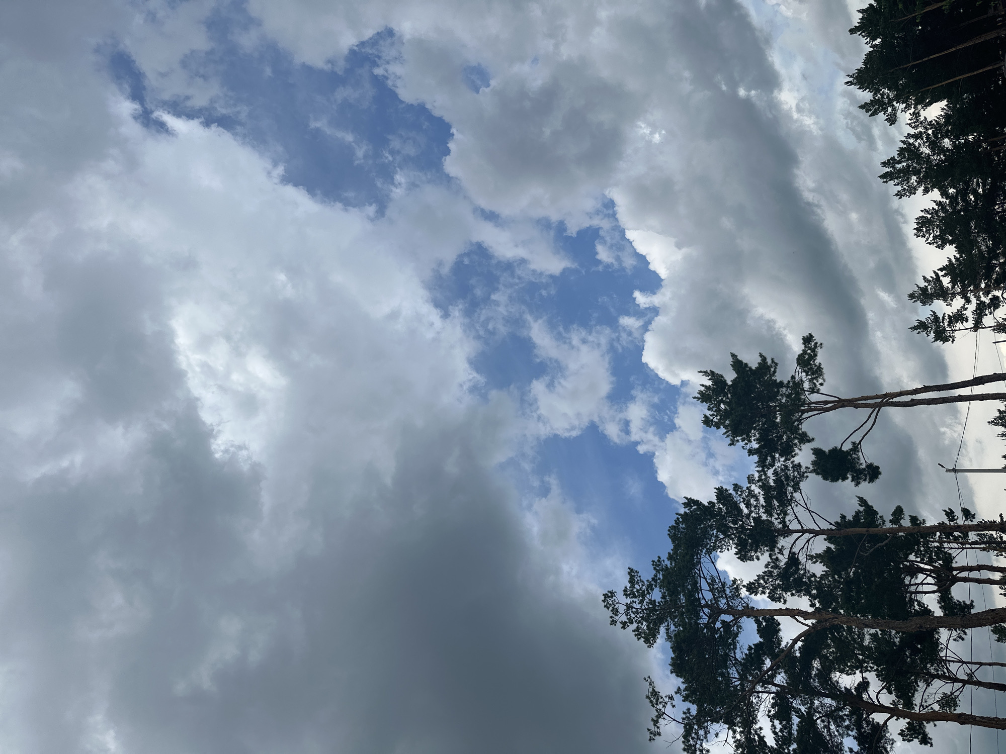 The media file displays a dramatic sky with a mix of bright blue patches and heavy, dark gray clouds. The scene is looking upwards, with the tops of several pine trees silhouetted against the sky. The trees are dense with needles and branches, suggesting a forest or wooded area. The clouds are voluminous and textured, with some areas illuminated by sunlight and others appearing dense and possibly threatening. The overall impression is one of dynamic weather, perhaps a storm approaching or passing. The bright blue sections of the sky offer a contrast to the dark clouds, creating a visually striking effect. The image seems to be taken outdoors, likely in a natural setting. There are no visible people or man-made objects, other than a faint, thin pole-like structure on the far right edge of the image, which could be a utility pole. The time of day is not explicitly clear, but the light suggests it could be afternoon or late morning. The location context of Zhemchuzhny, Russia, points to a boreal or temperate forest environment. The mood conveyed is one of nature's power and unpredictability.