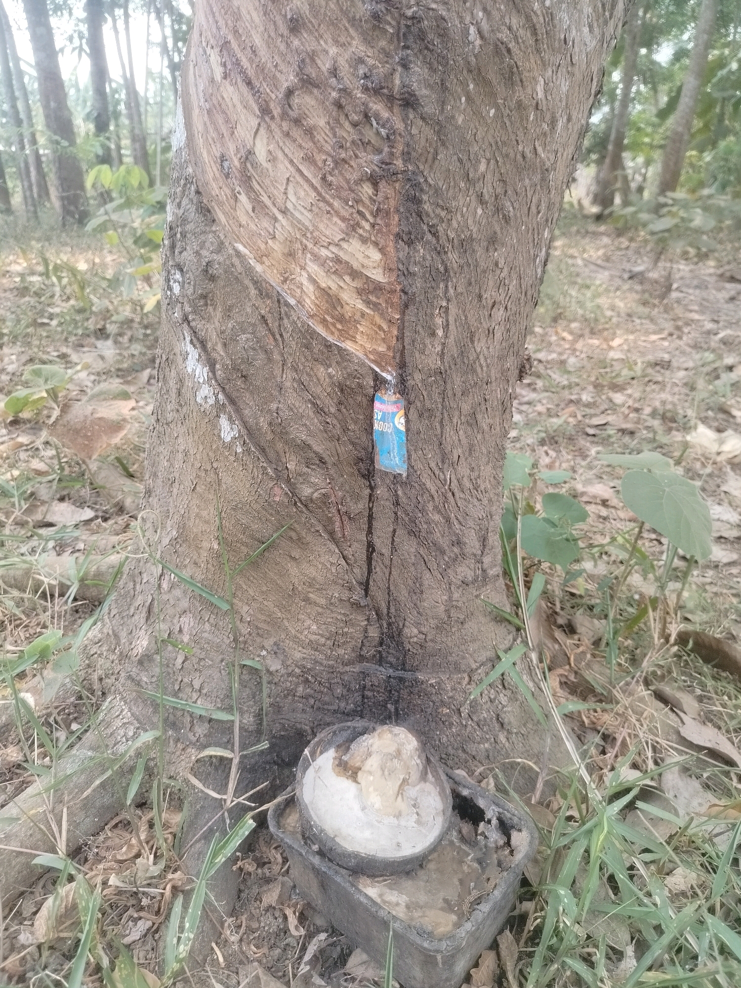 In the city of Pandansari, Indonesia, a rubber tree stands in a wooded area, its bark marked with a strip where latex is being collected. A small, blue plastic container, likely a cup or bag, is attached to the tree, collecting the dripping latex. At the base of the tree, a shallow, dark rectangular container holds a collection of solidified latex, appearing like a light-colored, lumpy mass. The ground around the tree is covered with dry leaves, soil, and sparse green grass. The background shows a blurry forest of trees.