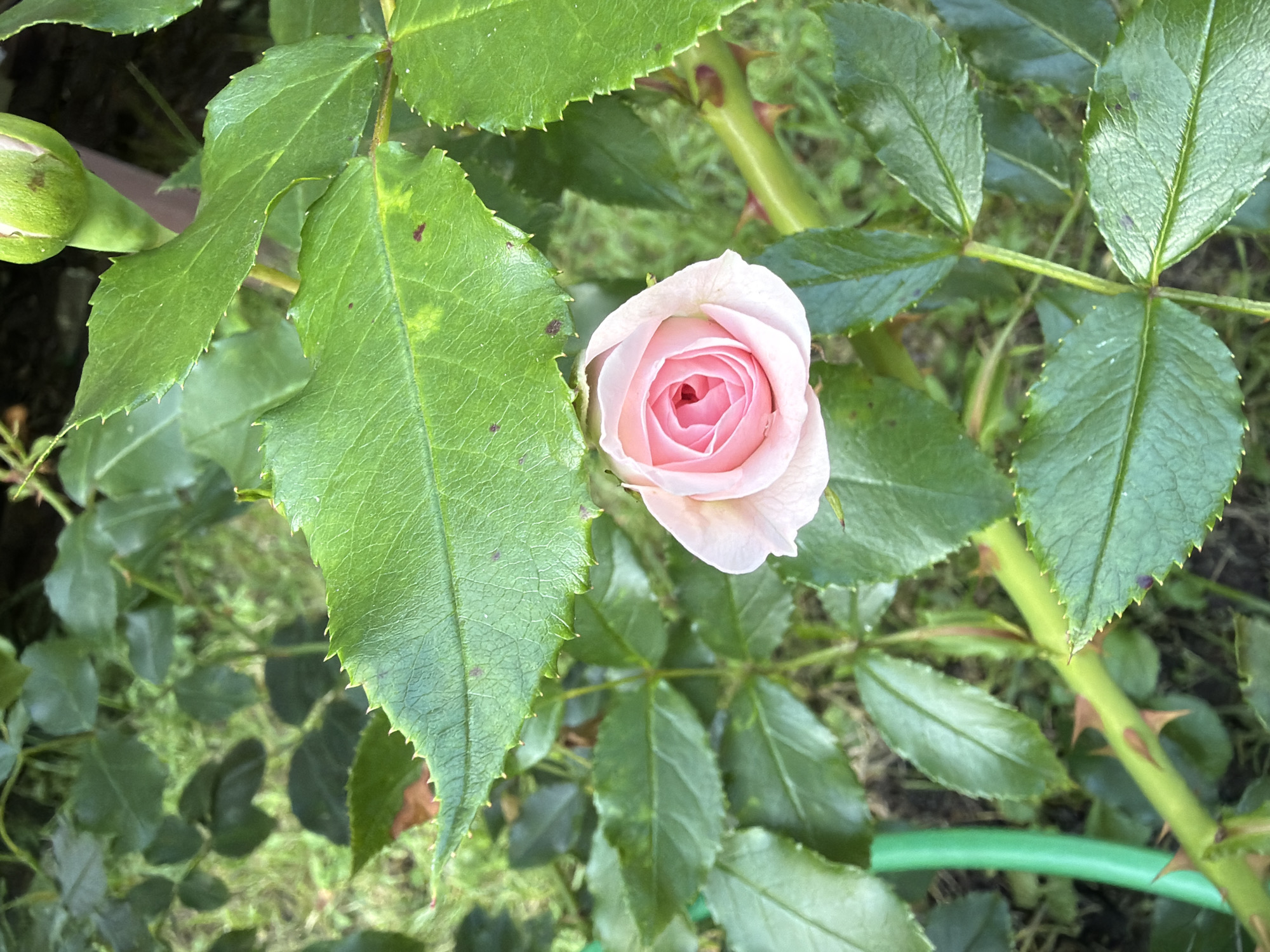 The image shows a close-up of a light pink rosebud with visible petals, surrounded by lush green rose leaves with serrated edges. Some of the leaves have small brown spots. A thorny green stem is prominent in the foreground, with a portion of a green hose visible to the left. In the upper right corner, a pale green rosebud is partially visible. The background consists of out-of-focus green foliage and dark soil, suggesting a garden setting. The scene is set in the city of Imeni Vorovskogo, Russia, within a natural outdoor environment. There are no people or animals present.