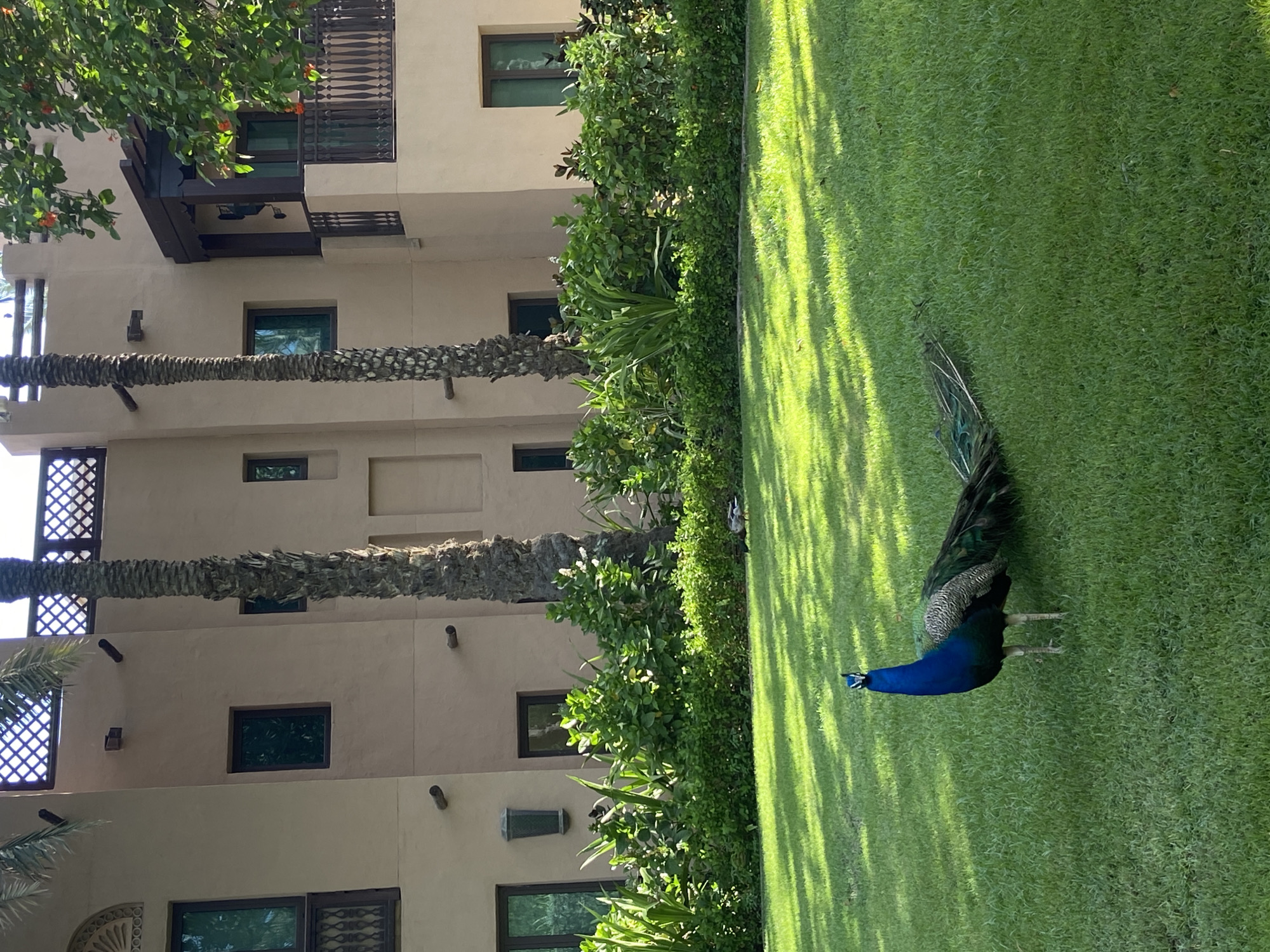 The image depicts a peacock on a manicured lawn adjacent to a multi-story building in Dubai, United Arab Emirates. The building has a tan facade with dark-framed windows and prominent horizontal palm trunk decorations. Lush greenery surrounds the building and borders the lawn. The peacock is oriented with its blue head towards the lower left corner of the image, and its tail extending upward. Strong sunlight casts shadows across the lawn.
