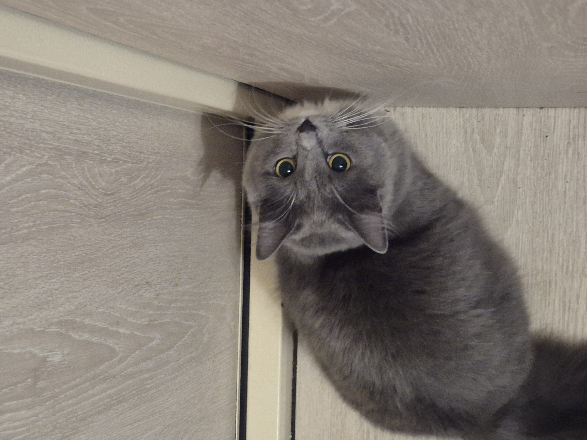 A gray cat lies on its back near a corner where two beige-colored wood-grain surfaces meet at a right angle. The cat’s head is tilted upward, and it gazes directly at the camera with wide, yellow-green eyes. Long white whiskers protrude from either side of its nose. The cat’s body extends downwards from its head, and its tail is partially visible. The location is unknown and there is no evidence to suggest it is in Votkinsk, Russia.