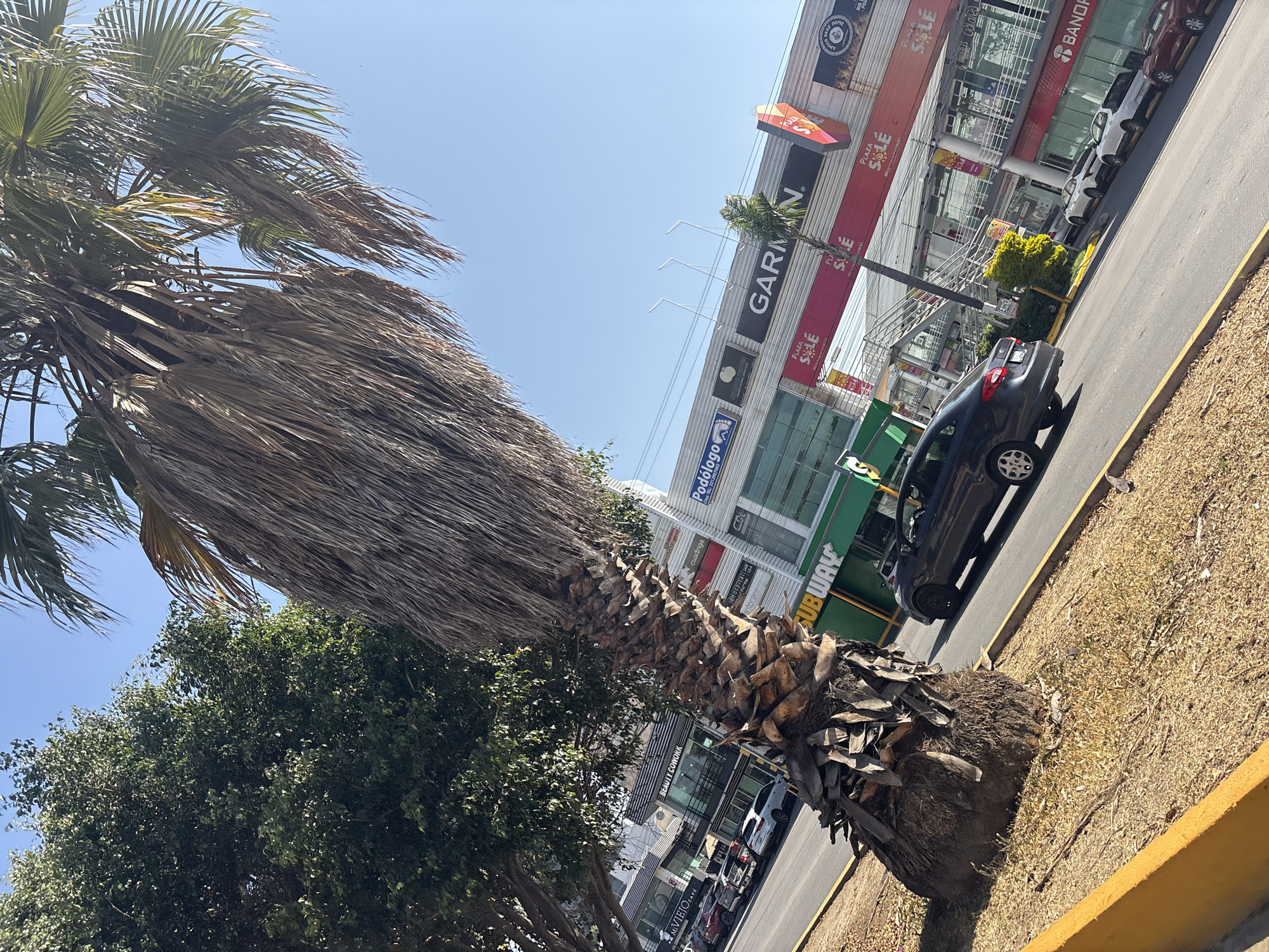 The image displays a daytime street view in Puebla, Mexico, specifically along Vía Atlixcáyotl, facing the commercial complex known as Plaza Solé. In the left foreground, a large palm tree with a thick, shaggy brown trunk and a crown of predominantly dry, brown fronds, mixed with some green ones, dominates the left portion of the frame. It grows from a strip of dry, yellowish-brown ground bordered by a yellow concrete curb. To the immediate left of the palm, a tree with dense green foliage is visible.
A paved two-lane road extends diagonally from the lower-left to the upper-right. A dark-colored sedan is positioned on this road, partially obscuring a green "Subway" sign located on a building facade. In the background, a multi-story commercial building, clearly identified as "Plaza Solé" by several prominent signs, features a modern design with extensive glass windows and light-colored paneling. Advertisements and business names visible on the building include "Subway" (green signage), "Podólogo" (blue sign displaying "Tel: 221 243 00xx"), "Garmin" (large black lettering), and "Beauty Cowork." Multiple vehicles are parked along the right side of the road in front of the commercial complex. The sky overhead is clear and blue. No individuals are discernible within the scene.