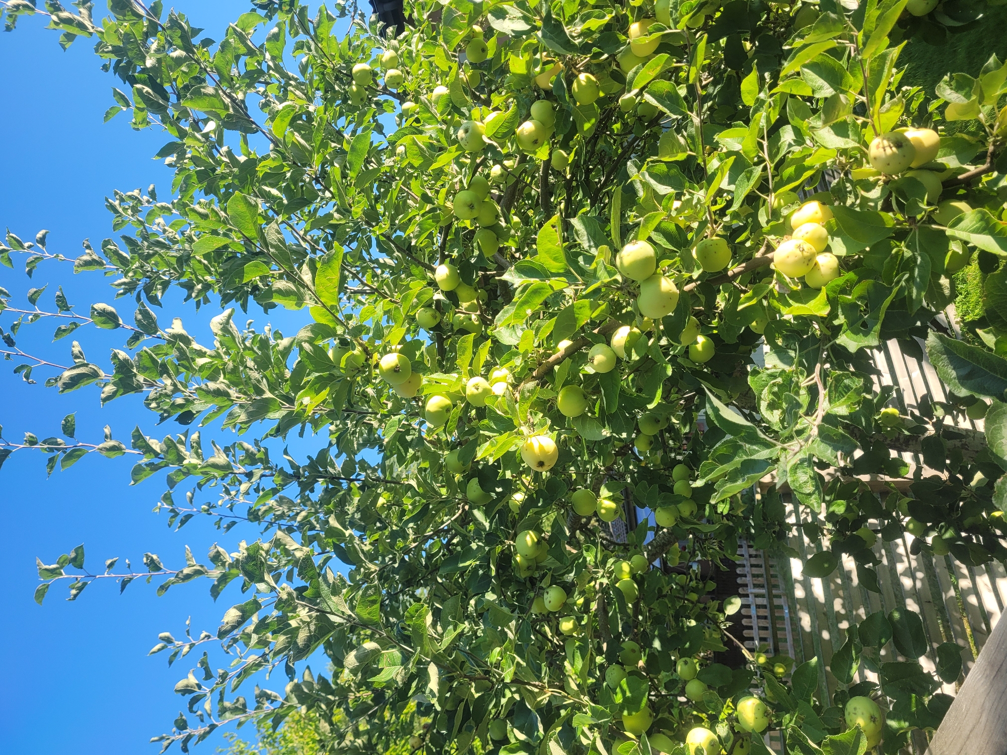 An apple tree laden with green apples is set against a clear blue sky. The sunlight illuminates the branches and fruit, creating dappled shadows on a wooden fence and a patch of grass below. In the background, a glimpse of a building and a smaller fence can be seen. This scene is likely located in the city of Gävle, Sweden, during the summer or early autumn.
