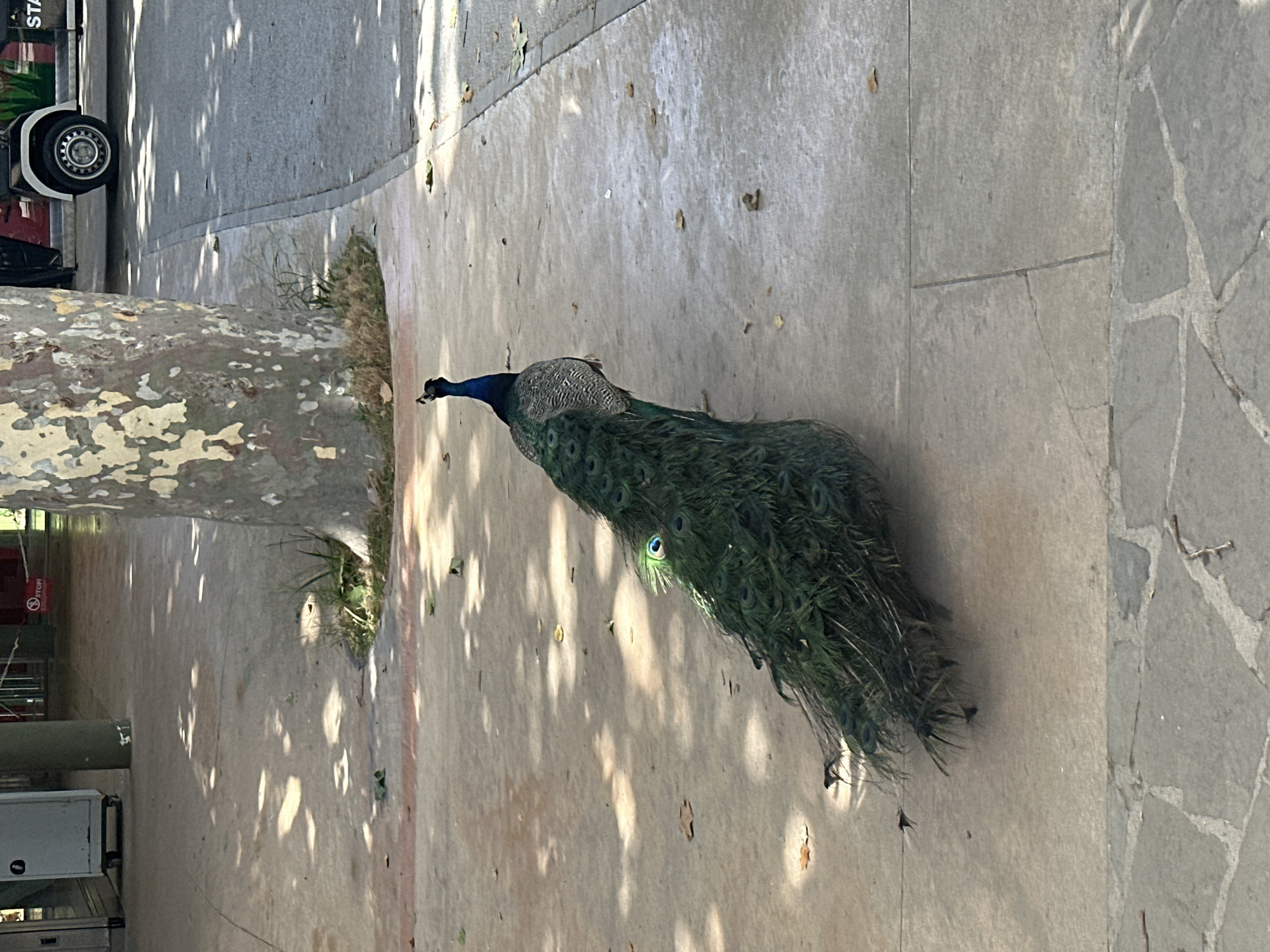 A male peacock with its tail feathers partially fanned out walks on a paved walkway. The peacock has iridescent blue and green plumage. Sunlight casts dappled shadows on the walkway from overhead trees. In the background, a white and red vehicle is parked on an adjacent paved area. Further back, there are buildings and a large tree trunk. The scene appears to be an outdoor public space, possibly a park or zoo. The image does not contain any specific landmarks that would definitively place it in Barcelona, Spain.