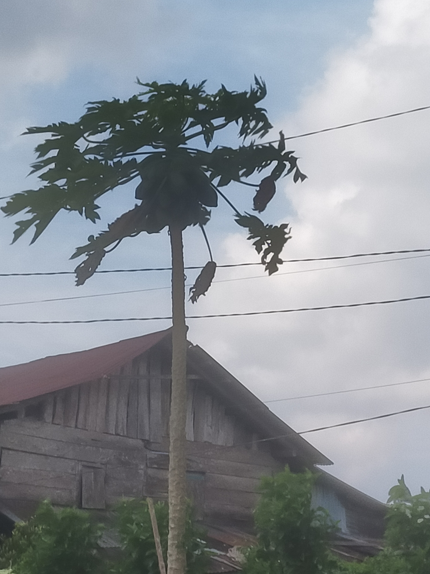 The image shows a papaya tree with several fruits hanging from it, silhouetted against a cloudy sky. The tree is located in front of a rustic wooden building with a red roof. The building appears to be a house or barn. There are power lines running across the sky, obscuring some of the branches of the papaya tree. The scene is captured from a low angle, looking up at the tree and the sky. The overall impression is one of a rural setting in a tropical climate.