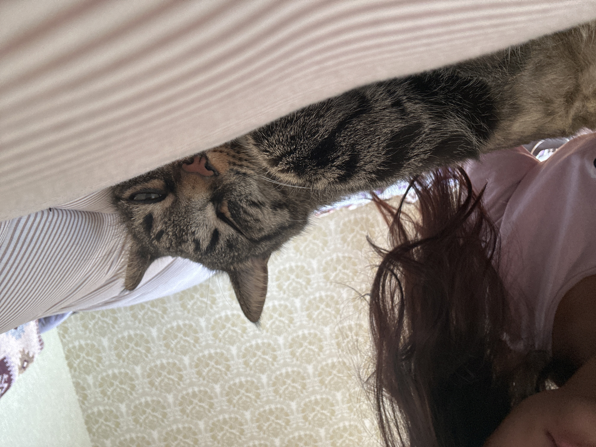 The image depicts a close-up shot of a cat sleeping on a bed. The cat is a tabby with dark stripes and a pink nose. It is lying on its side with its eyes mostly closed. Beside the cat, a person's shoulder and dark hair are visible, suggesting they are lying next to the cat. The bed is covered with striped bedding, predominantly in shades of pink and white. In the background, a wall with a patterned wallpaper is visible. The scene appears to be indoors, likely in a bedroom. The lighting suggests it is daytime. The image does not provide any specific information about the location within the city of Khyrdalan, Azerbaijan, or any other geographical markers.