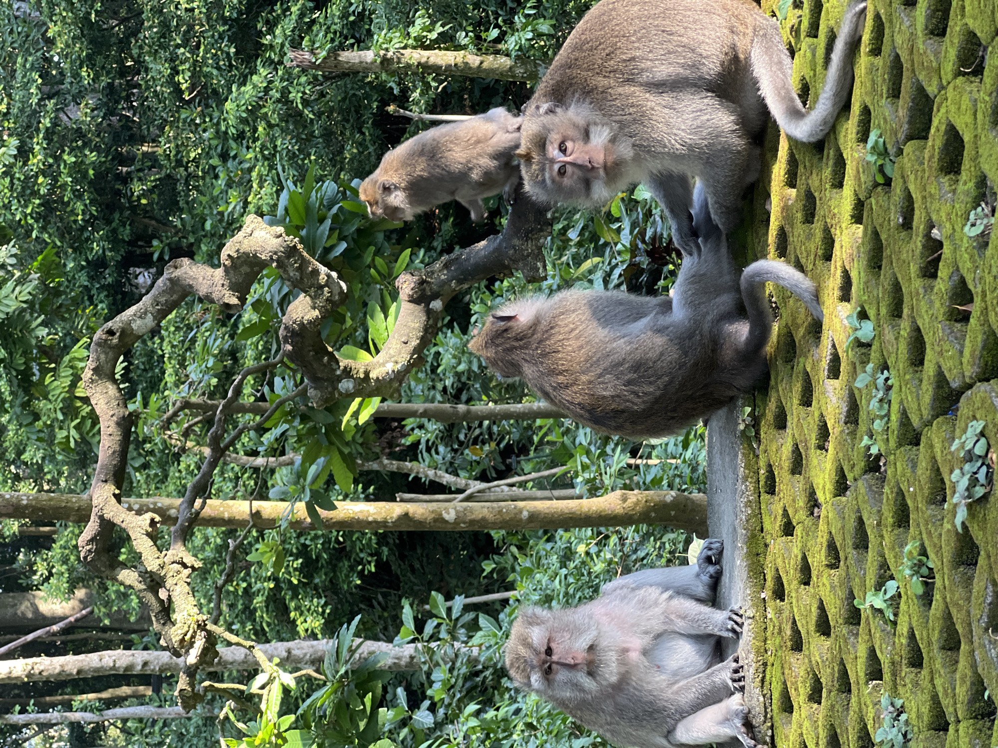 Four macaque monkeys are gathered on a moss-covered, paved surface in an outdoor, jungle-like environment. The monkeys appear to be adult and are of various sizes. One monkey is seated on the left, facing forward with a light gray coat and long muzzle. Another monkey is seated facing left in the center, with a darker brown coat. A third monkey is seated on the right, facing the viewer with a light brown coat and distinctive markings around its eyes. A fourth monkey is perched on a twisted tree branch above the other three, facing away from the viewer. The background is filled with lush green foliage and trees, suggesting a natural habitat. The paved surface is made of interlocking blocks covered in vibrant green moss and small plants. The lighting suggests it is daytime, possibly morning or late afternoon, with dappled sunlight filtering through the trees. This scene is characteristic of the Monkey Forest Sanctuary in Ubud District, Indonesia, a popular tourist destination known for its resident population of long-tailed macaques.