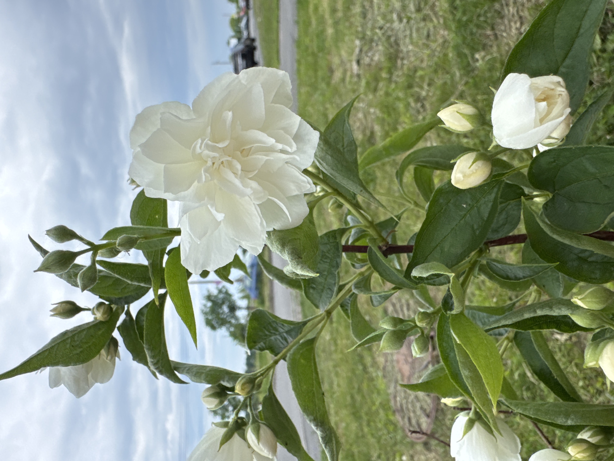 A bush with several white flowers and many green buds is shown in close-up outdoors. The plant has dark green leaves and a reddish-brown stem. The background is blurred and shows a grassy area, a paved road with parked cars, and a cloudy sky. The location is Kirishi, Russia.