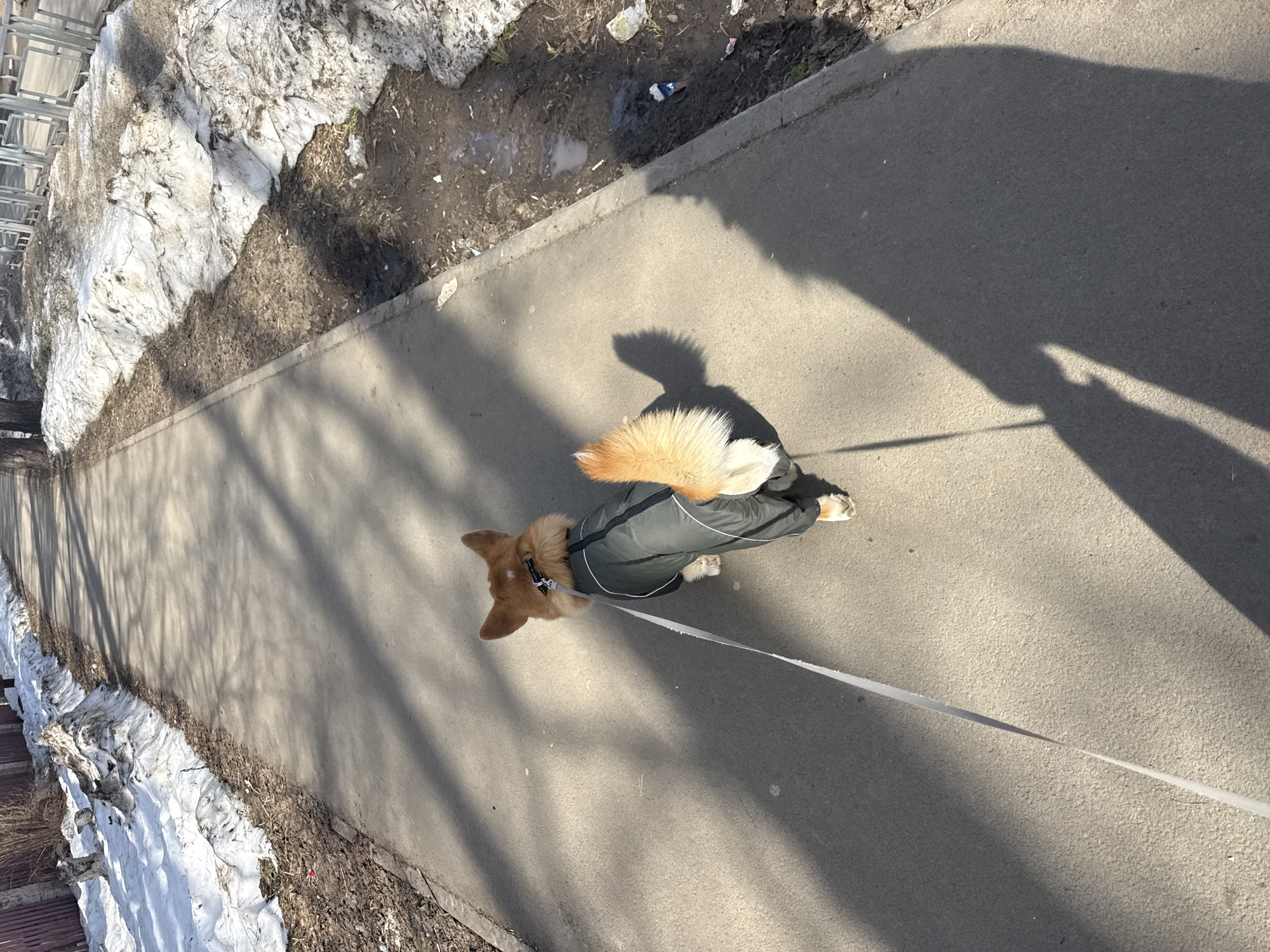 A dog on a leash is walking on a concrete sidewalk alongside a patch of melting snow and bare earth. The dog is wearing a dark green jacket and has a bushy, light orange tail. The leash is white and extends from the dog's collar toward the lower right corner of the image. The shadow of a person and the dog is cast on the sidewalk. The ground is also covered in tree shadows. The location is along a sidewalk in the city of Votkinsk, Russia.