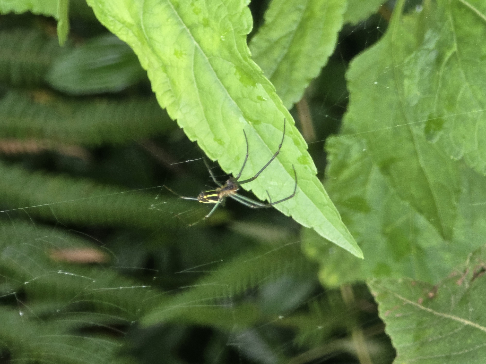 In an outdoor, natural environment, a spider with yellow and black markings on its abdomen is suspended on a spider web. The spider is positioned on a green leaf, with its legs extended outwards. The background is a blur of green foliage and some faint strands of spider web. There is no indication of any human presence or any identifiable location within a city.