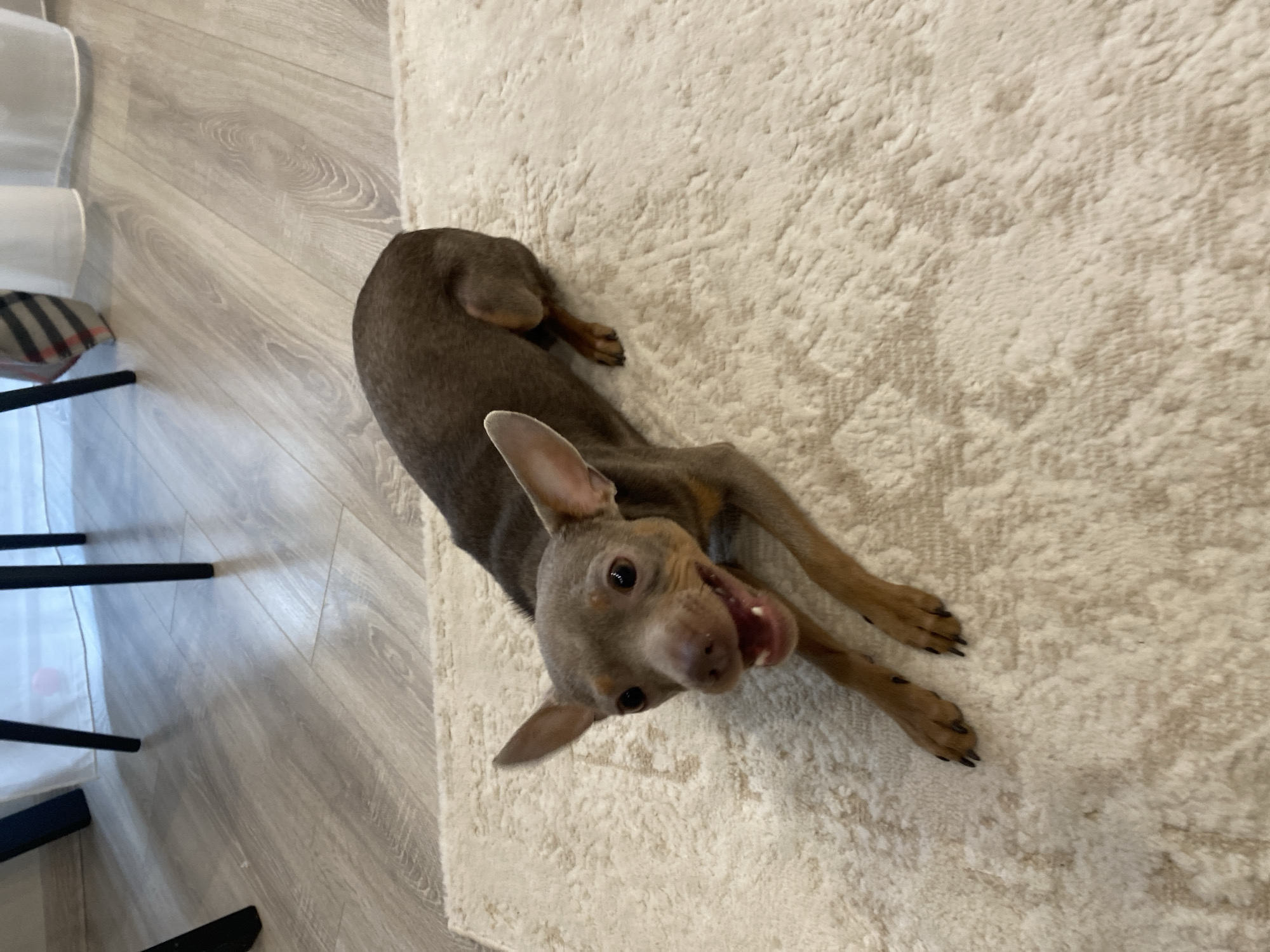 An indoor scene in Chaikovsky, Russia, features a small, short-haired dog, possibly a Miniature Pinscher or Toy Terrier breed. The dog is positioned centrally, lying on a cream-colored, textured area rug with its front paws extended forward and hind legs tucked beneath its body. Its coat is a solid greyish-brown (fawn) with lighter tan coloration on its muzzle and legs. The dog's mouth is open, revealing teeth, and its dark, round eyes are directed towards the viewer. Its ears are erect and pointed upwards. Behind the dog, light-colored laminate wood flooring is visible. In the background, two black metal furniture legs are present, along with white sheer curtains. A small, light pink spherical object is discernible on the laminate floor near the base of the curtains. A plaid patterned fabric object is partially visible in the upper right background.