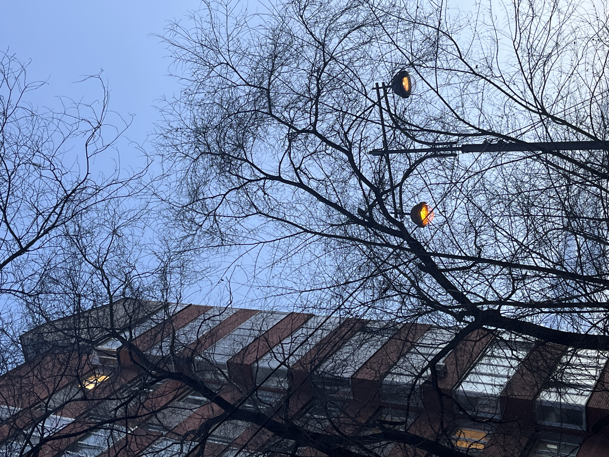 The image presents an outdoor scene dominated by the intricate network of bare, dark tree branches silhouetted against a clear, light blue sky. These skeletal branches fill much of the frame, particularly the upper and central portions, creating a stark, graphic pattern.
In the upper right section, two streetlights or outdoor luminaries are visible, each emitting a warm, golden-orange glow that contrasts with the cool blue of the sky. They appear to be mounted on a dark pole or structure that is partially obscured by the tree branches.
Towards the bottom and left side of the frame, parts of a building are visible, seen through and behind the tree branches. The building features sections of dark brick alternating with large, rectangular windows or glass panels that reflect some light. The architectural style includes a series of parallel, possibly slanted or angled, elements on its facade or roofline. One window on the building also shows a warm, yellowish light emanating from within.
The time of day is likely either early morning or late afternoon/dusk, given the brightness of the sky combined with the visible artificial lights. The trees are devoid of leaves, indicating late autumn, winter, or early spring. The sky is clear, suggesting fair weather. There is no human activity or visible text in the image. The scene conveys a quiet, possibly urban or suburban, atmosphere.