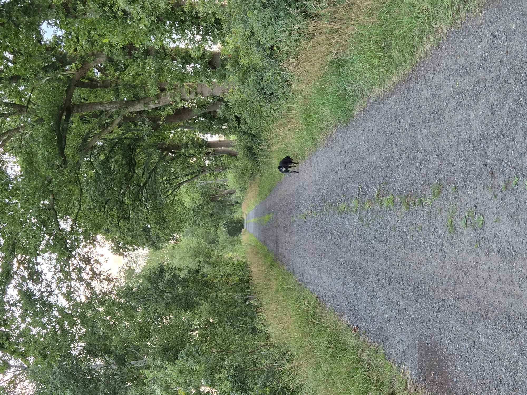 A gravel road curves through a wooded area. The road is flanked by tall trees on either side, with dense green foliage. The sky is visible through gaps in the leaves, with a hazy, pale light suggesting it might be early morning or late afternoon. On the right side of the road, a black dog with a tan patch on its chest stands facing away from the camera. The dog is positioned slightly off the road, in the grassy verge. The overall scene depicts a quiet, natural setting.