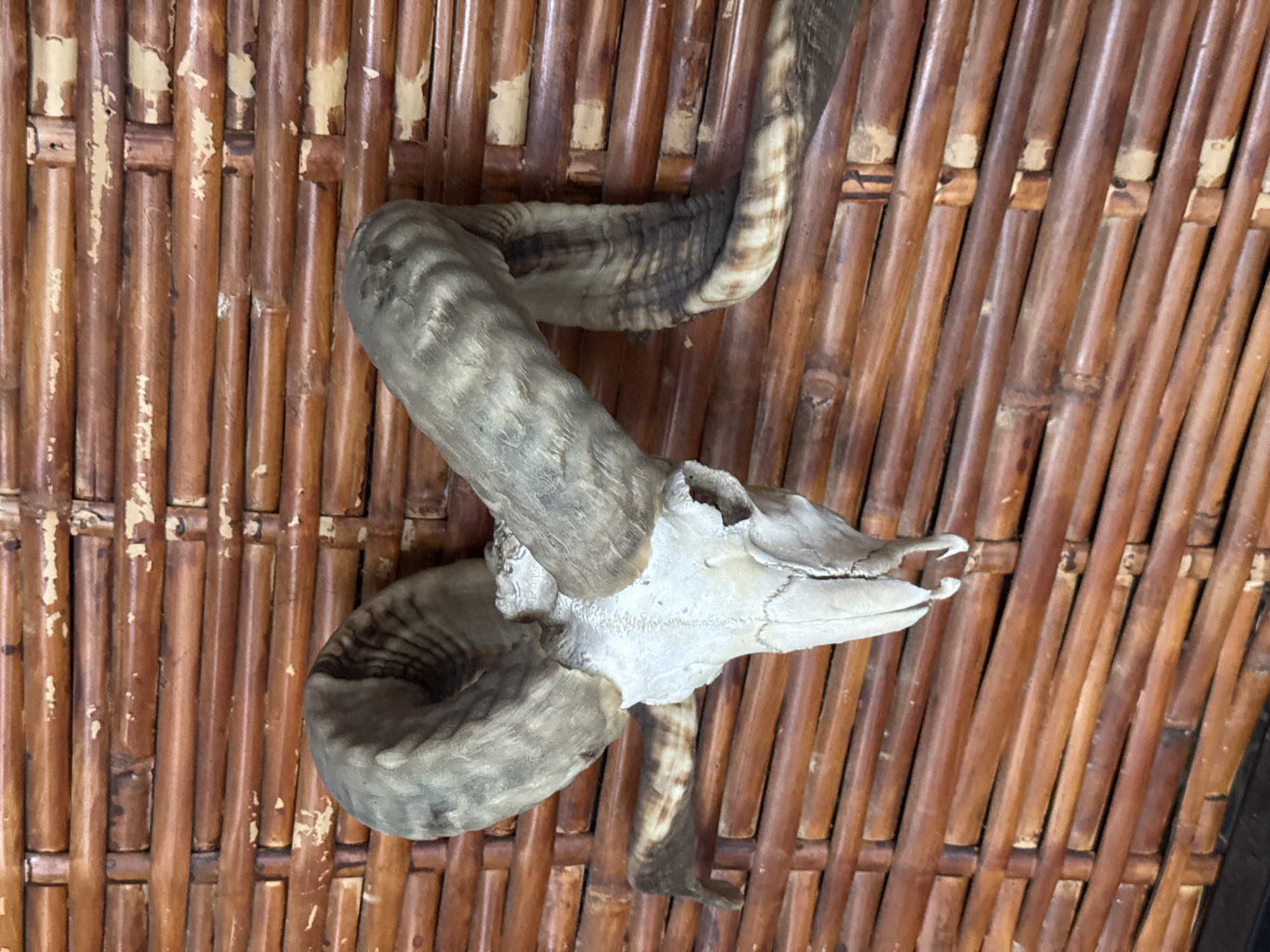 An animal skull with curved horns is mounted on a wall made of thin, woven bamboo strips. The skull is white, and the horns are a grayish-brown color with darker striations. The bamboo is light brown in color. The location of the image in the city of Patong, Thailand is not possible.