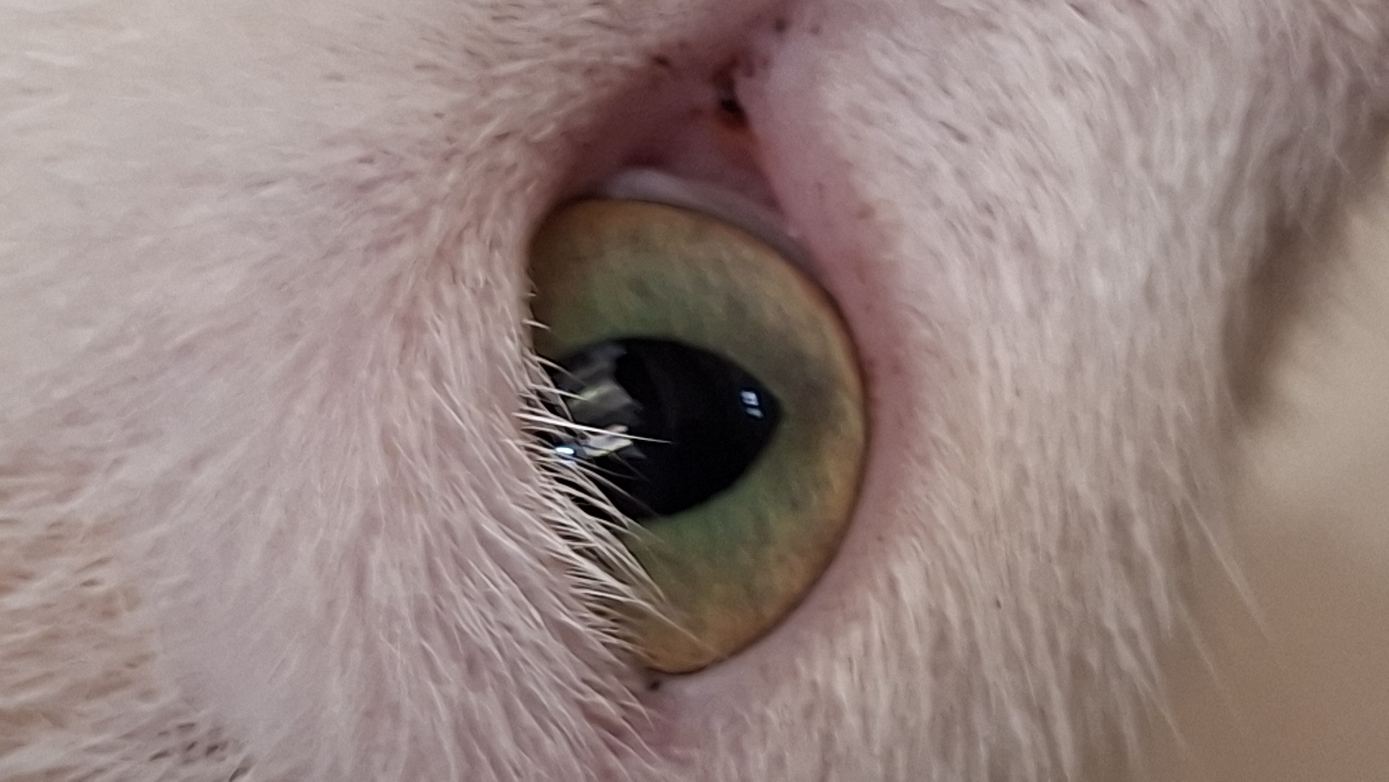 A close-up, eye-level shot focuses on a cat's eye. The iris is a gradient of green and yellow, with a dark, vertically slit pupil. The cat's fur, a light pinkish-white, surrounds the eye, with individual hairs visible. The image does not contain any elements that would allow for the determination of its location in Kutaglumpang, Indonesia, or any environmental details beyond the cat itself.