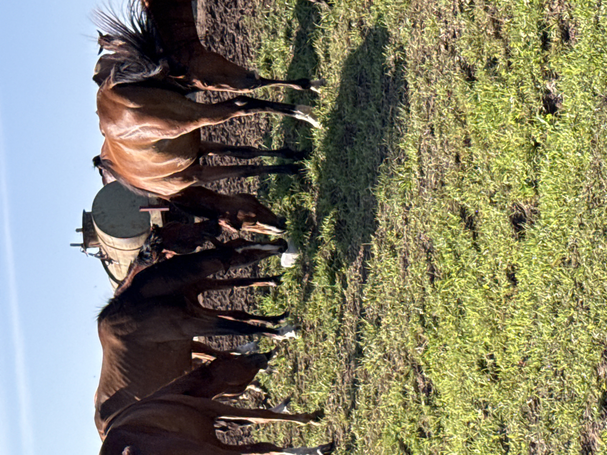 In Galinė, Lithuania, a herd of horses, primarily brown in color, grazes on a grassy field under a clear blue sky. The horses are positioned around a white block, likely a salt or mineral lick, with several horses actively licking it. In the background, a large, cylindrical tank, possibly a water or feed storage unit, is visible. The environment suggests a rural or agricultural setting, with the horses appearing to be in good health and engaged in their natural behaviors. The lighting indicates it is daytime, with the sun casting shadows on the ground.