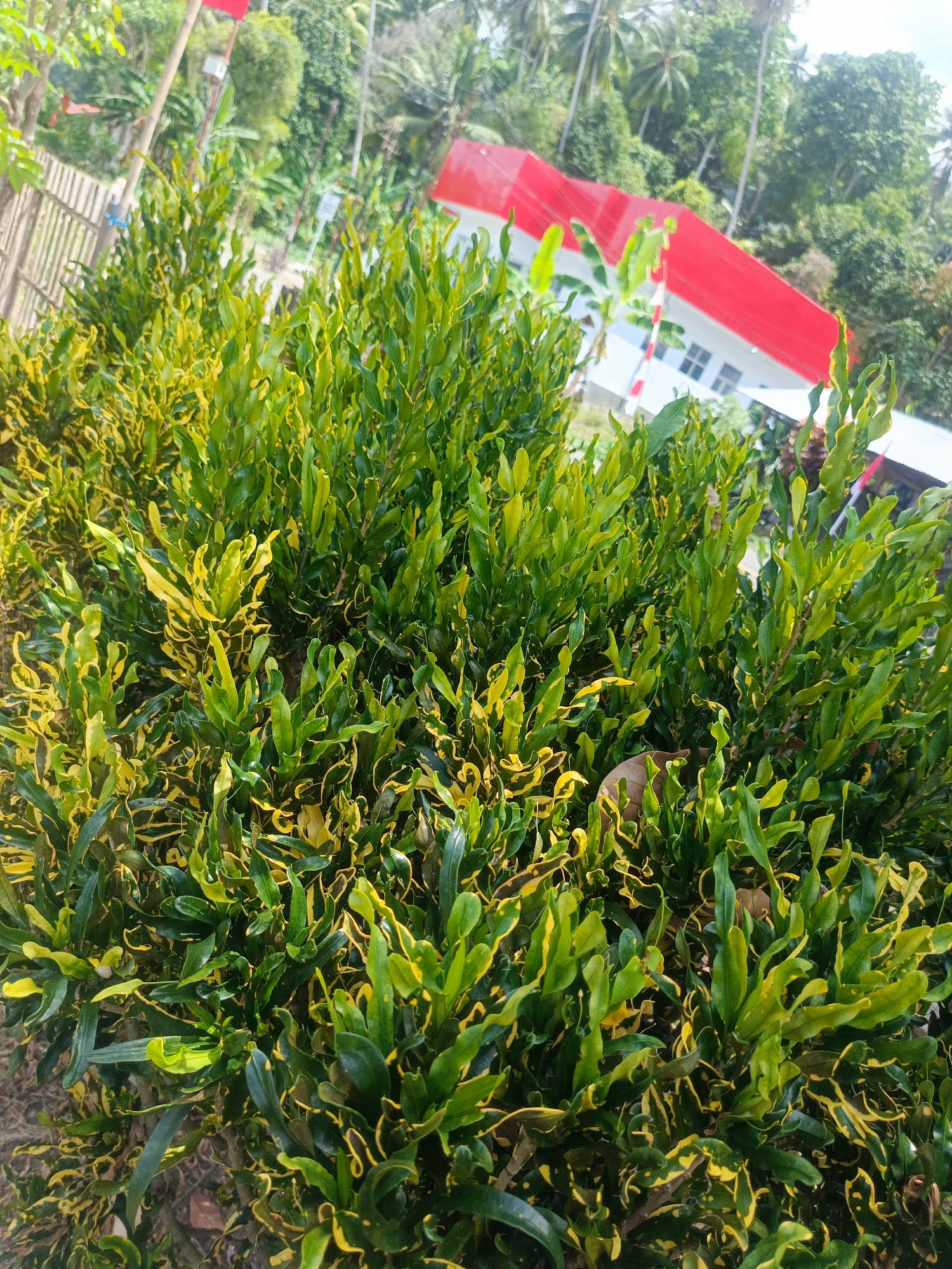 In the foreground of this image, a dense cluster of vibrant green and yellow variegated croton plants dominates the frame, their leaves exhibiting a wavy texture. The plants are set against a backdrop of a bright red and white building, likely a school or public institution, with a white railing or fence visible on the left. Beyond the building, lush green trees and palm fronds suggest a tropical environment. The overall scene, characterized by the tropical foliage and the red and white structure, is consistent with the village of Meyambanga Timur in Indonesia.