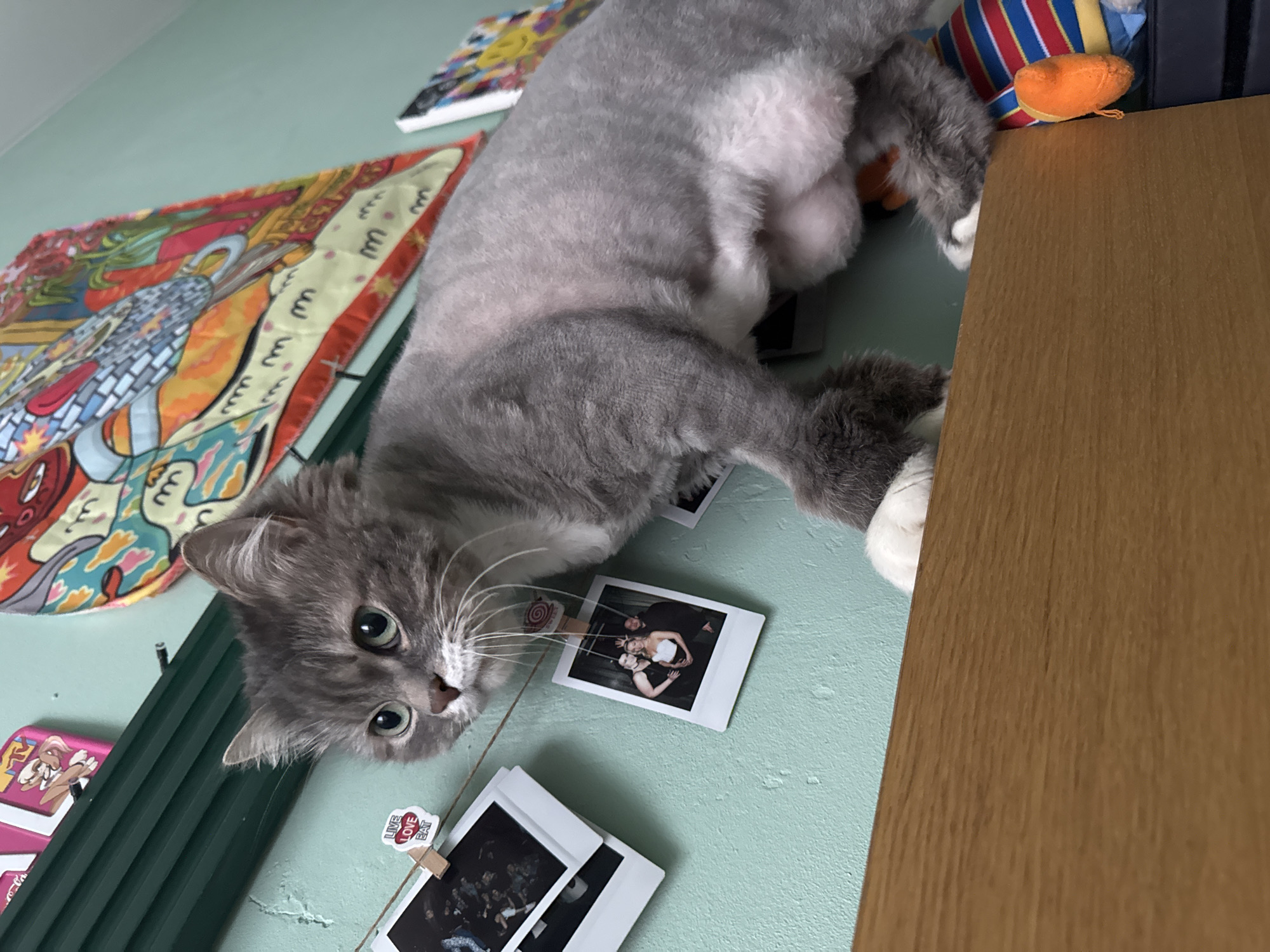 A gray cat with a shaved torso is lying on a light green surface with several photographs attached by clothespins to a string. The cat's head is near the photographs, and its paws are near the edge of a wooden structure. A colorful scarf is visible on the left side of the surface. The location in the city of Moscow, Russia is not evident in the image.
