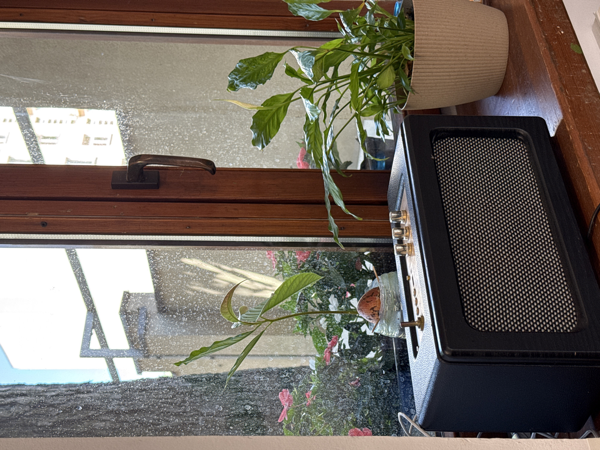 An indoor close-up shot captures a wooden window sill on a sunny day. A black portable speaker with a textured grill sits on the sill in the foreground. To the left of the speaker, an avocado seedling grows from its pit suspended in a clear plastic container by toothpicks. Behind the speaker and seedling, a peace lily in a beige ribbed pot stands to the right. The window behind the objects displays a view of a tree trunk on the left, and a building with multiple windows on the right, suggesting an urban environment, potentially in Łódź, Poland, based on its architectural style. The windowpane itself is speckled with water droplets, indicating recent rain or humidity.