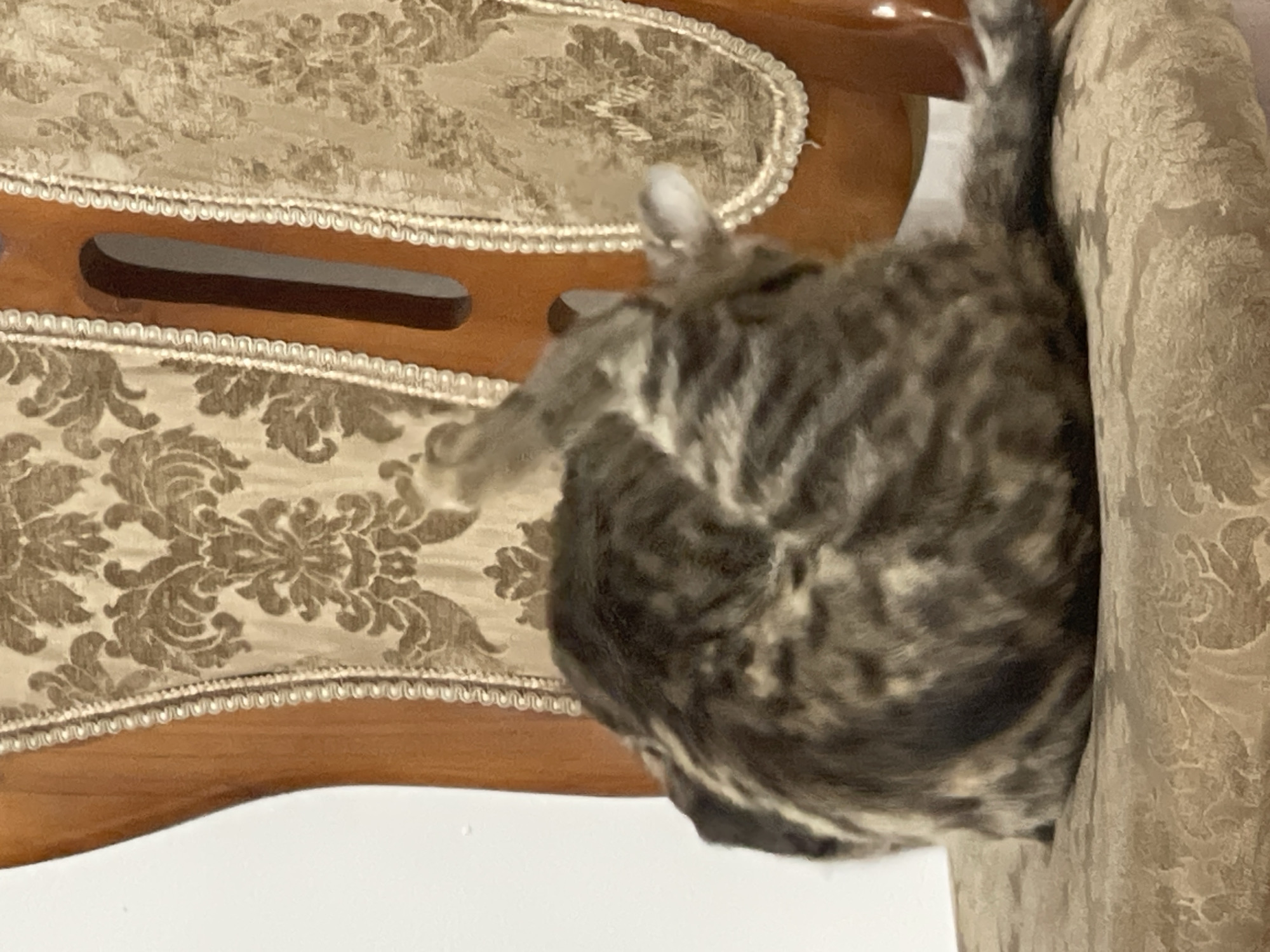 A tabby cat is curled up on a chair. The chair has a wooden frame and a patterned upholstered seat and back. The cat is facing away from the camera and appears to be grooming itself, with its back legs raised. The background is a plain white wall.