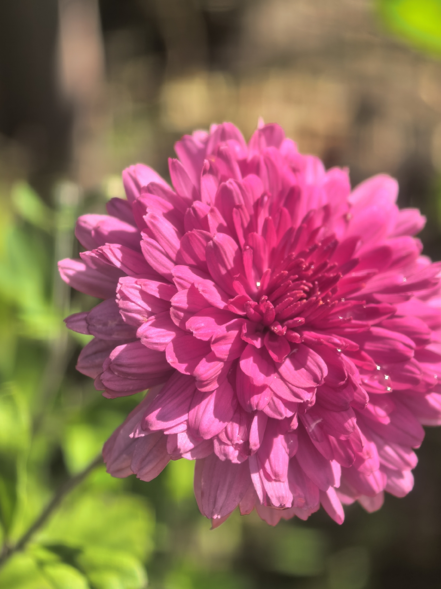 A close-up, vertical shot showcases a vibrant pink chrysanthemum bloom, its intricate petals layered densely. The flower is positioned slightly off-center to the right, with its bright hue contrasting against a softly blurred background. The background consists of muted green foliage on the left and shadowy brown tones on the right, suggesting an outdoor setting. Tiny water droplets glisten on some of the petals, adding a touch of sparkle. The lighting appears natural, highlighting the textures and depth of the flower. There are no people or other animals visible in the image. The overall mood is one of natural beauty and delicate detail.