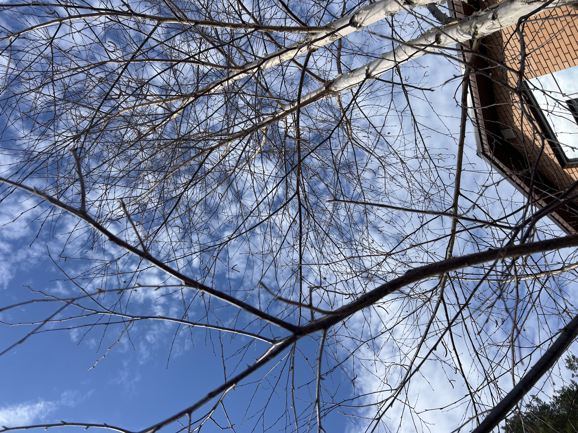 The scene, captured in Kamskoe, Russia, depicts a low-angle view of a vibrant blue sky interspersed with scattered white clouds. The foreground and midground are dominated by the intricate network of bare, dark branches belonging to several deciduous trees, two of which, positioned on the right, display characteristic white birch bark. Small buds or catkins are visible along various branches. In the lower right quadrant, a portion of a residential structure is visible, featuring an orange-brown brick facade, a dark brown sloped roof, and a rectangular window reflecting the sky. A thin layer of white material, consistent with snow or ice, rests along the edge of the roof. No individuals or discernible activities are present within the frame.