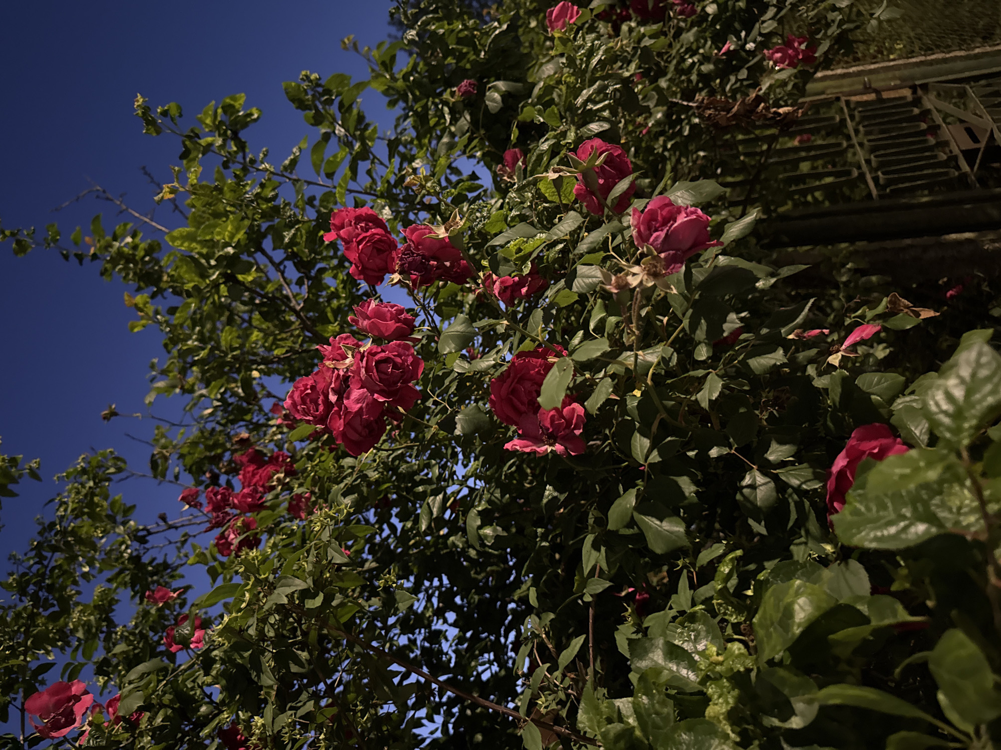 A rose bush with vibrant red roses and green leaves is in full bloom against a deep blue twilight sky. The roses are clustered together, with some in full bloom and others in bud. The leaves are lush and varied in size and shape. In the lower right corner, a dark, ornate metal gate is partially visible, suggesting the scene is outdoors in a garden or yard. The lighting indicates it is either early morning or late evening.