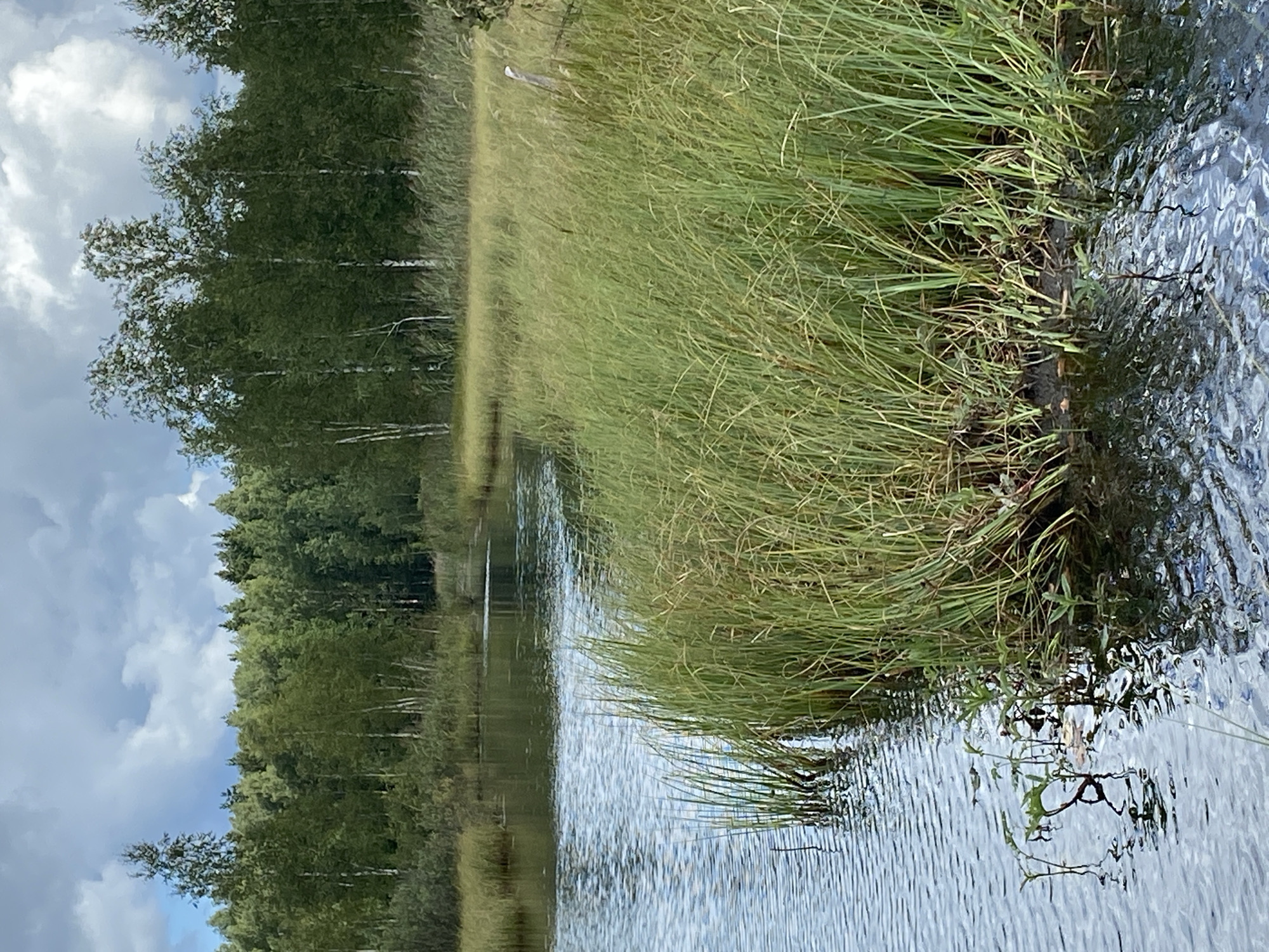 The image depicts a natural landscape with a body of water in the foreground and a dense forest in the background. The water is calm with ripples, and the edges are lined with tall, green grass and some smaller aquatic plants. A dense forest of various trees, including birches, forms the backdrop, with a cloudy sky overhead. The scene appears to be a natural setting, likely a lake or riverbank, possibly within a rural or semi-natural area such as Авиатор Снт, Russia, given the foliage and woodland typical of such locations. There are no people or man-made structures visible in the image, focusing purely on the natural environment.
