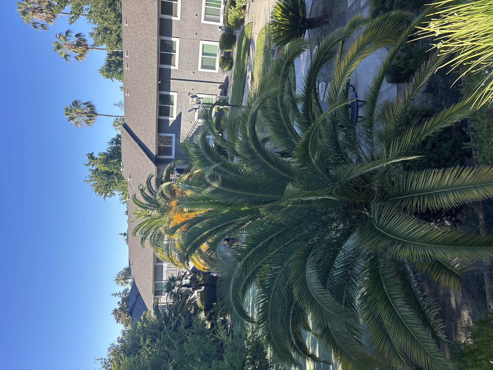 The image shows a courtyard area with apartment buildings and palm trees. A large palm tree with bright green fronds is in the foreground, obscuring some of the view. In the middle ground, there are two-story apartment buildings with gray stucco exteriors, white-trimmed windows, and gray pitched roofs. A tennis court is visible to the left of the apartment buildings. The background consists of more trees and a clear blue sky. The overall scene suggests a sunny day in a residential area.
