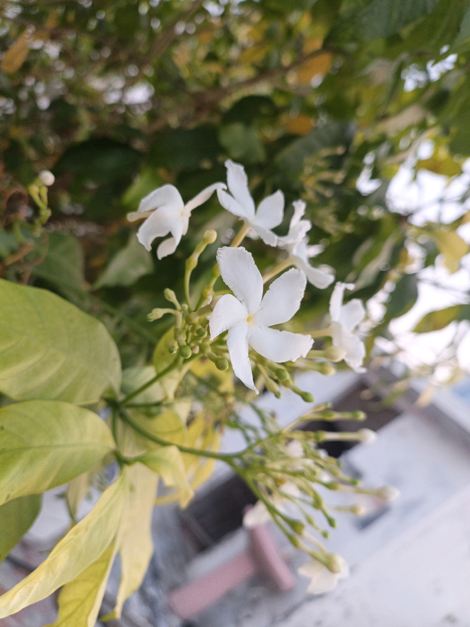 A close-up, slightly angled shot captures several small white flowers with five petals each, blooming on a plant with green and yellow leaves. Some of the flowers are in full bloom, while others are still buds. The background is blurred, showing more greenery and a light-colored object, possibly a wall or building, suggesting an outdoor setting in a city. The image appears to be taken in CHAK NO.172 TDA, Pakistan.