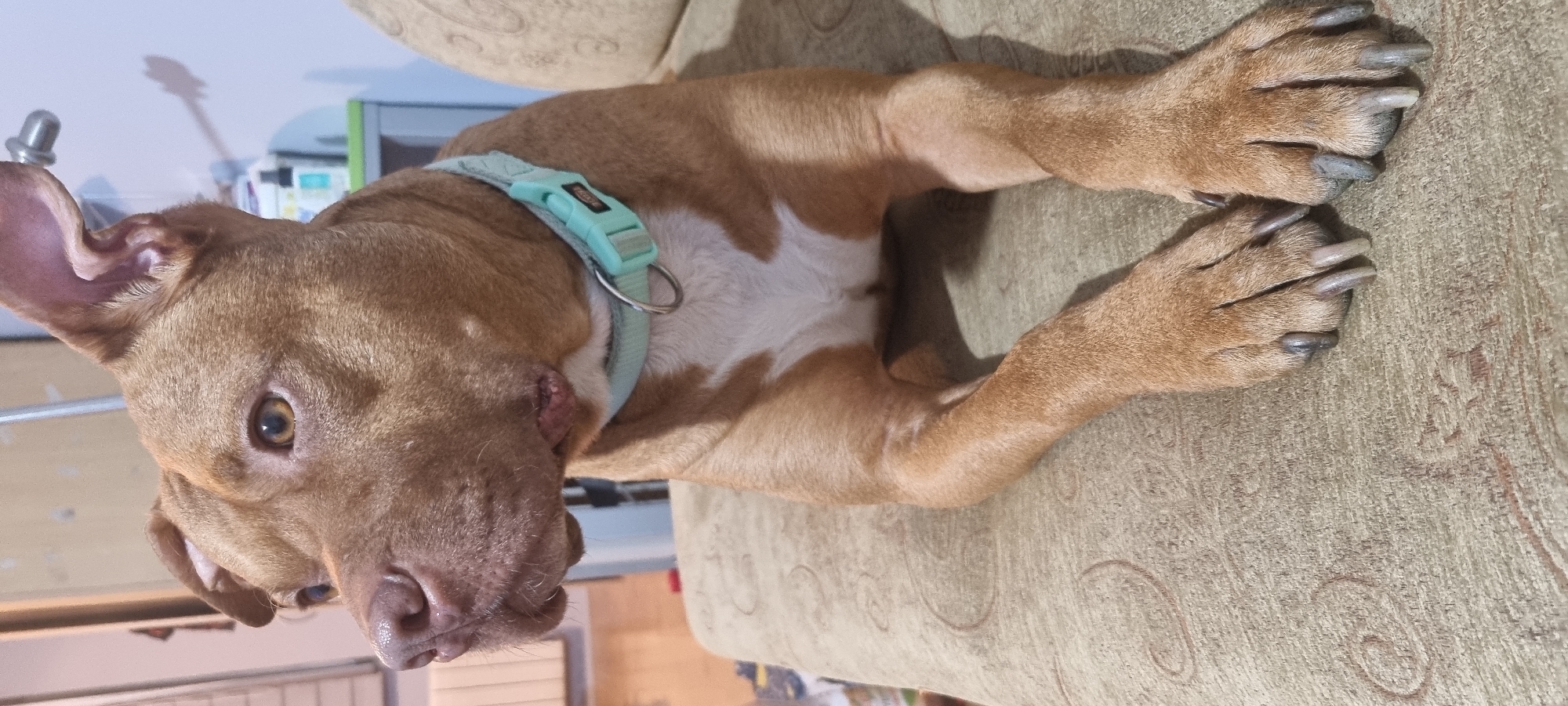 A light brown dog with a white chest and a light blue collar is lying on a tan patterned couch. The dog's front paws are extended. The dog is looking up towards the left of the frame. The background is blurry, but includes a white wall, a metal bar, and a green and white object. The image was not taken in Sofia, Bulgaria.