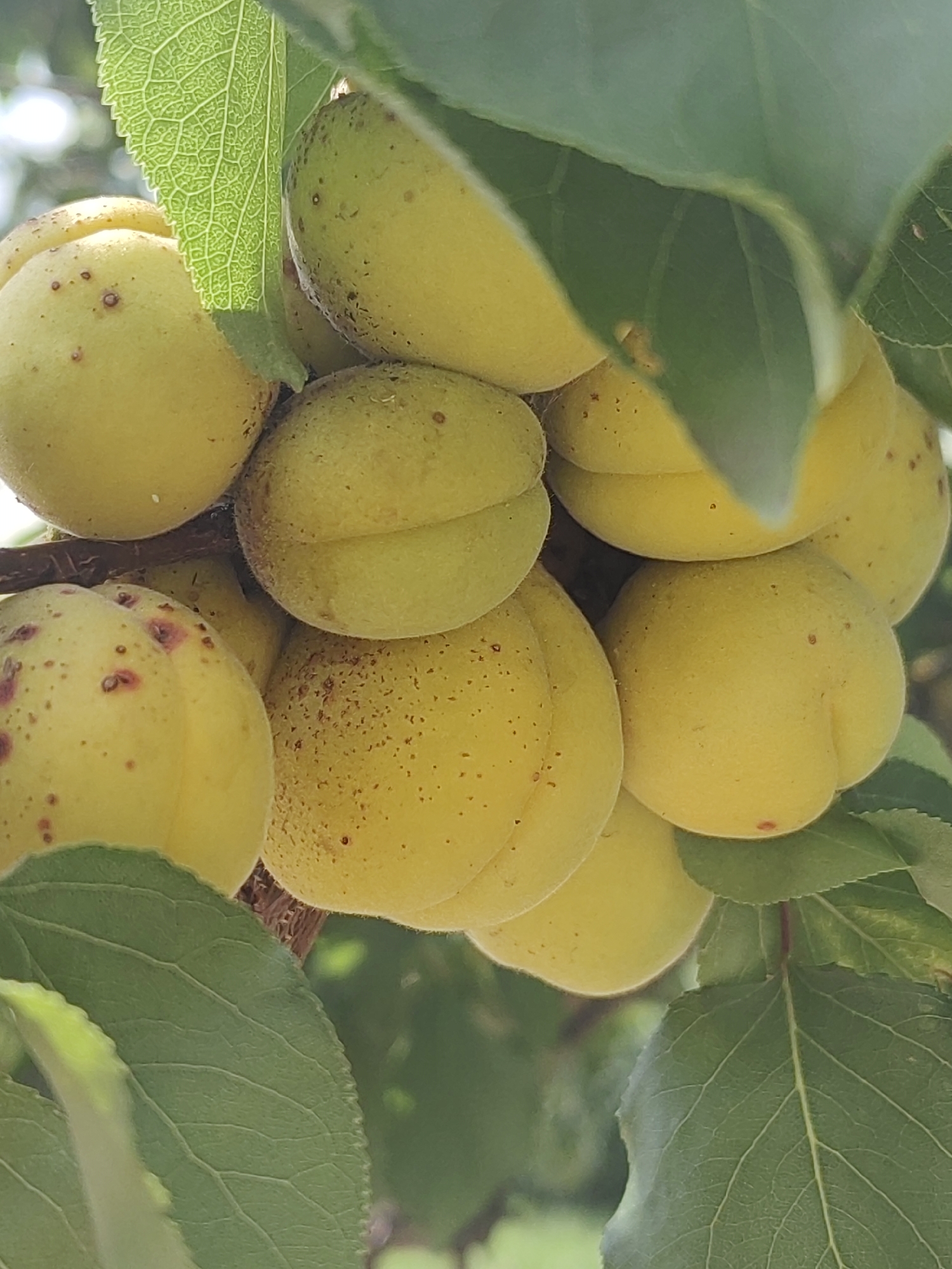 This is a close-up, eye-level, vertical, outdoor shot of a cluster of unripe yellow apricots growing on a tree. The apricots are small to medium-sized, round to slightly oval, and have a velvety texture. Some of them exhibit small red spots, likely from sun exposure or minor blemishes. The fruits are nestled among green leaves, some of which are in sharp focus, revealing their veined structure, while others are blurred in the background. The lighting is natural daylight, casting soft shadows and highlighting the yellow hue of the apricots and the vibrant green of the leaves. There are no people or animals visible in the image. The background is a blurred mix of greens and soft light, suggesting a garden or natural setting.
This image is not specific to any location in the city of Hrodna, Belarus, as it depicts a generic fruit tree scene.