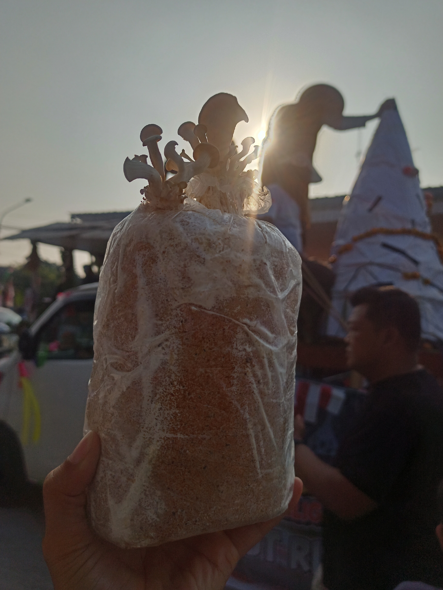A close-up shot shows a person's hand holding a bag of mushroom spawn in Ngrompongan, Indonesia, at sunset. The bag is translucent and filled with a brownish substrate, with white mycelium visible on the surface. A cluster of small, light-colored mushrooms is growing from the top of the bag. The background is blurred due to the shallow depth of field, but it appears to be an outdoor scene with buildings, vehicles, and people. Sunlight streams through the frame, creating a lens flare and silhouetting some of the figures in the background. One person in the mid-ground is leaning over a conical object decorated with garlands. Another person, a man with dark hair and wearing a dark shirt, is visible in the right mid-ground, looking towards the left. The sky is a hazy orange, characteristic of a sunset. The overall impression is one of a bustling outdoor event or market, with the mushroom spawn being a central focus.