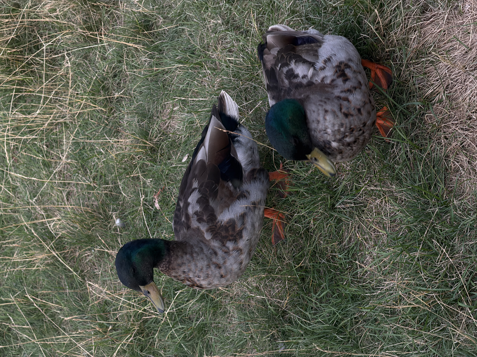 The image shows a top-down view of two ducks resting on a grassy area. The ducks are mallards, identifiable by their distinctive plumage and green heads. One duck is facing away from the camera, showing its patterned back and orange feet. The other duck is facing towards the camera, its head turned to the side, revealing its green iridescent head, yellow beak, and the characteristic markings of a mallard. Their orange webbed feet are visible, resting on the dry, straw-like grass. The grass itself appears to be a mix of green and dried blades, suggesting an outdoor setting. The lighting is overcast, casting no strong shadows, which hints at a cloudy day or early morning/late evening. No text is visible in the image. The overall scene is one of quiet repose, with the ducks appearing calm and undisturbed. The texture of the grass and the feathers of the ducks are clearly visible, providing a sense of detail to the natural setting.