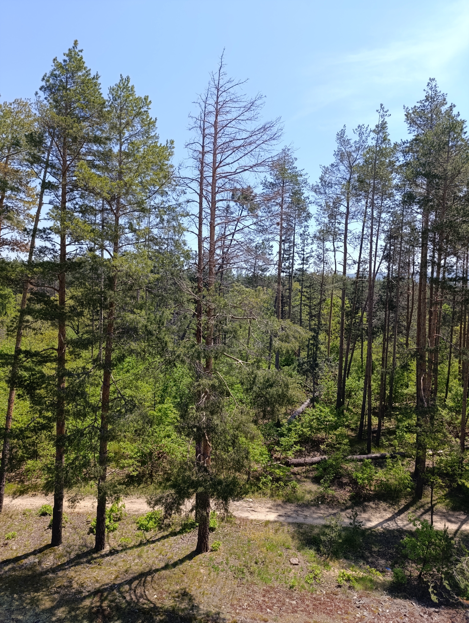 The image depicts a forest with tall pine trees under a clear blue sky. The location is Unknown, Unknown. A dirt path winds through the trees. The forest undergrowth is lush and green. One tall, dead tree stands out amidst the living trees. Shadows cast by the trees are visible on the ground.
