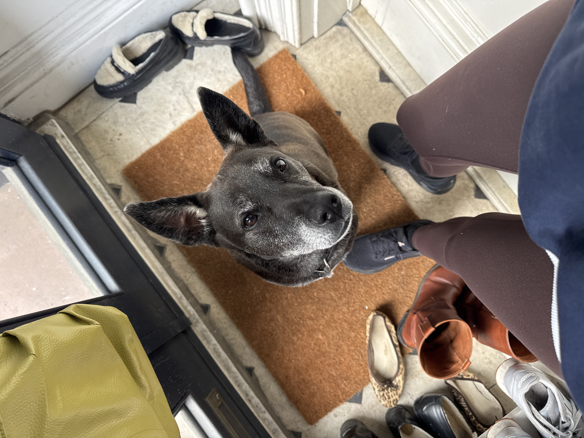 The image depicts an indoor scene with a dog in the center, looking up at the camera. The dog is gray with a lighter gray muzzle and upright ears. It stands on a brown doormat. Surrounding the mat and the dog are various pairs of shoes, including slippers, sneakers, flats, and boots. To the right of the frame, a person wearing brown leggings and a navy blue jacket is partially visible. To the left, a green bag is on the floor next to the door. The floor appears to be tiled. The environment suggests a home entranceway, but there is no indication of the location being in New York City.