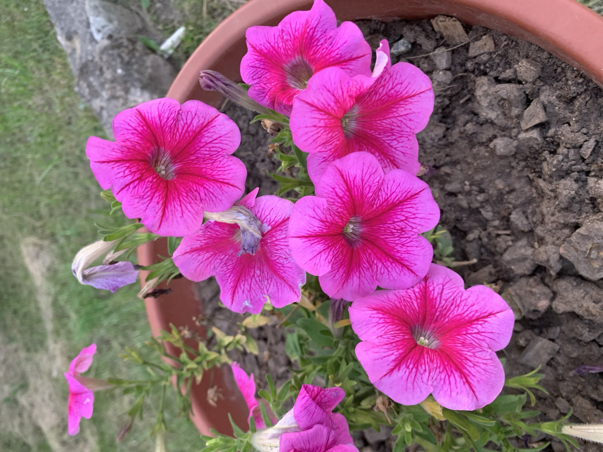 A medium shot captures a cluster of vibrant pink petunias in a reddish-brown planter. The flowers are in bloom, with intricate dark pink veining visible on their trumpet-shaped petals. Some petunias are fully open, revealing their centers, while others are partially closed or in bud. A few dried, wilted purple petals are interspersed among the healthy blooms. The planter sits in dark, loamy soil, with small pieces of wood and stones mixed in. In the background, out-of-focus green grass and a rough, grey stone are visible, suggesting an outdoor setting. The lighting is natural, indicating it was taken during the daytime. The scene is located in Kapyĺ, Belarus.