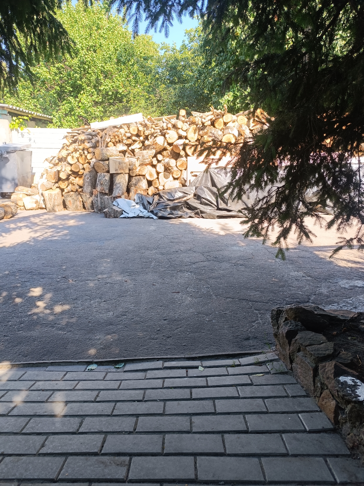 A pile of chopped firewood is stacked in front of a white fence and behind a concrete surface. Some of the wood is covered with a black tarp and a white tarp. Overhead, a portion of a dark green pine tree branches obscures the view of a bright green leafy tree and a clear blue sky. In the foreground, a stone wall borders a grey paved walkway. The image appears to be taken outdoors in a residential or rural setting.