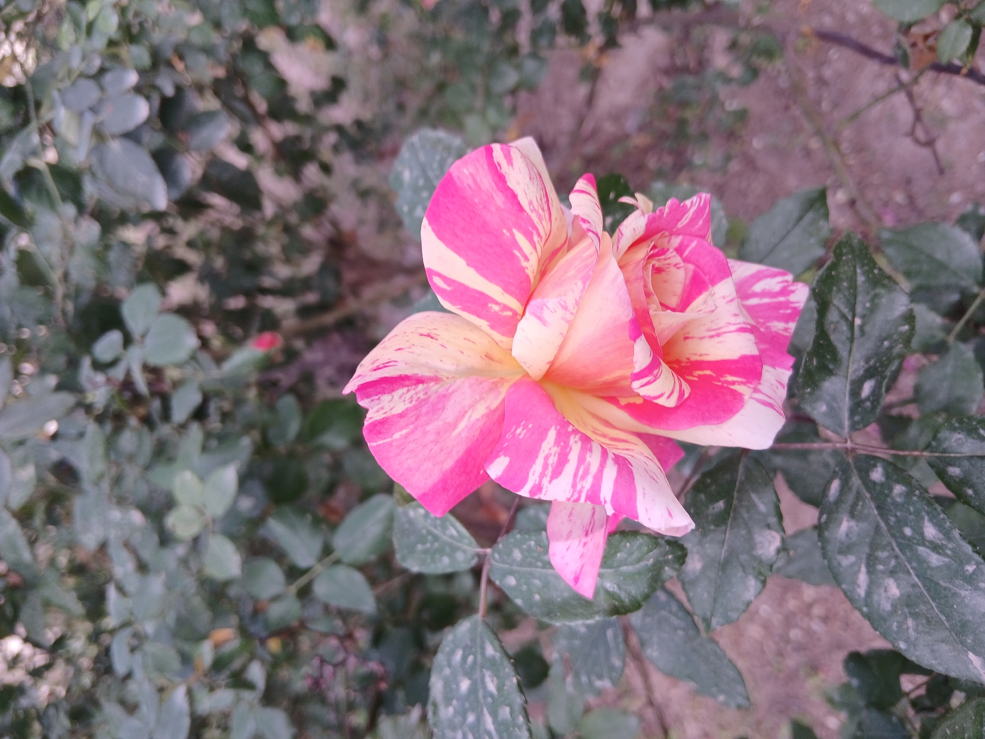 The image features a close-up of a single, strikingly variegated rose flower in an outdoor garden setting. The rose is partially bloomed, showcasing its unique petals which are adorned with bold stripes and splashes of bright fuchsia pink and creamy yellow or pale orange hues.
Surrounding the central flower are numerous green leaves of the rose bush, some of which appear to have a dusting of light-colored specks or dirt. The background is softly blurred, consisting of indistinct green foliage and a patch of what appears to be dry ground or soil.
The photograph captures a still moment of natural beauty, with no active event taking place. The lighting suggests it is daytime, possibly under diffuse natural light, given the absence of harsh shadows. There is no visible text in the image. This scene is located in Quetta City Tehsil, Pakistan.