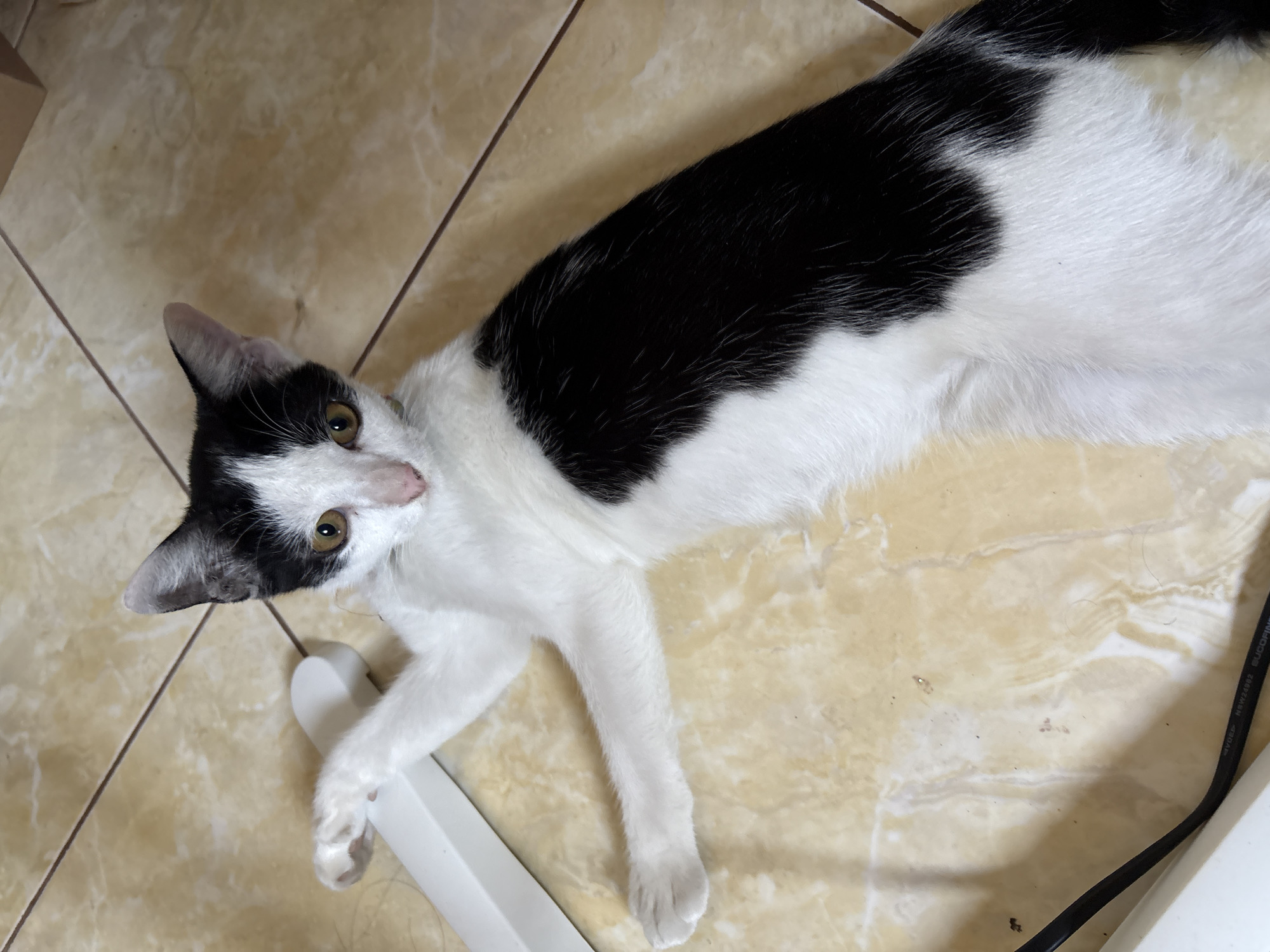 A black and white cat is lying on a tiled floor in a room. The cat is positioned on its back with its legs extended. One of its front paws is resting on a white object. The cat has yellow eyes and its fur is a mix of black and white patches. The floor tiles are a light yellow or beige color with visible grout lines. A black cable is visible on the floor near the bottom left of the image. The lighting appears to be natural, coming from above. There is no indication of the location within Gadingrejo, Indonesia.