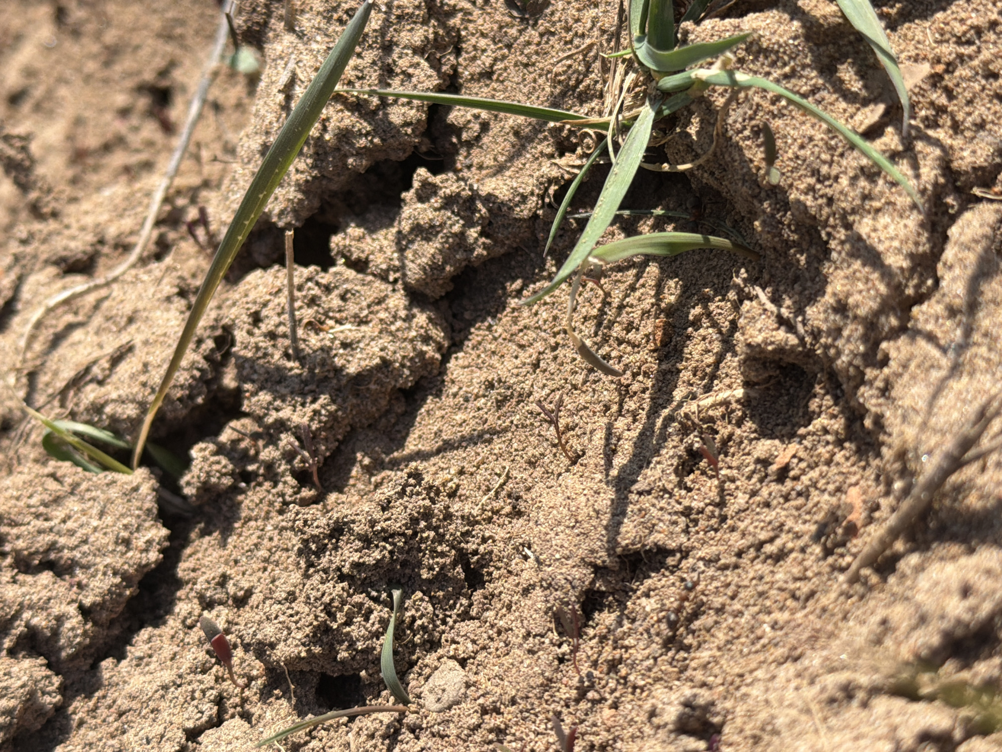 The image shows a close-up view of sandy soil with sparse green grass blades. The soil appears dry and somewhat clumpy, with visible shadows cast by the vegetation. There are small red buds and twigs mixed with the soil. The location is claimed to be Chaikovsky, Russia. No people, actions, or interactions are discernible.