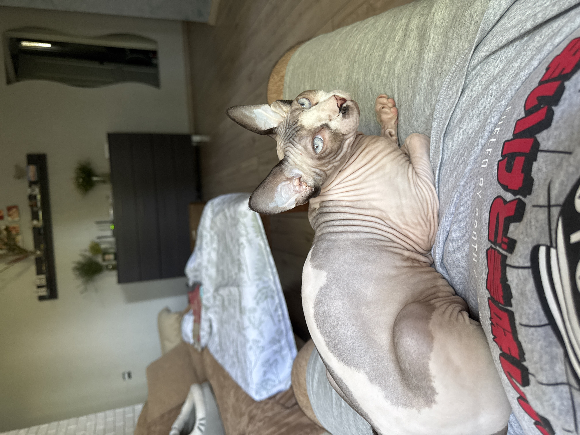 A Sphynx cat with blue eyes and grey and white fur lies on a person's lap. The cat is positioned on the right side of the frame, facing left and looking towards the viewer. The person is wearing grey sweatpants with a red and black graphic print on the leg. In the background, a blurred image shows a sofa, a dresser, a mirror, and part of a room. The setting appears to be an indoor residential space.