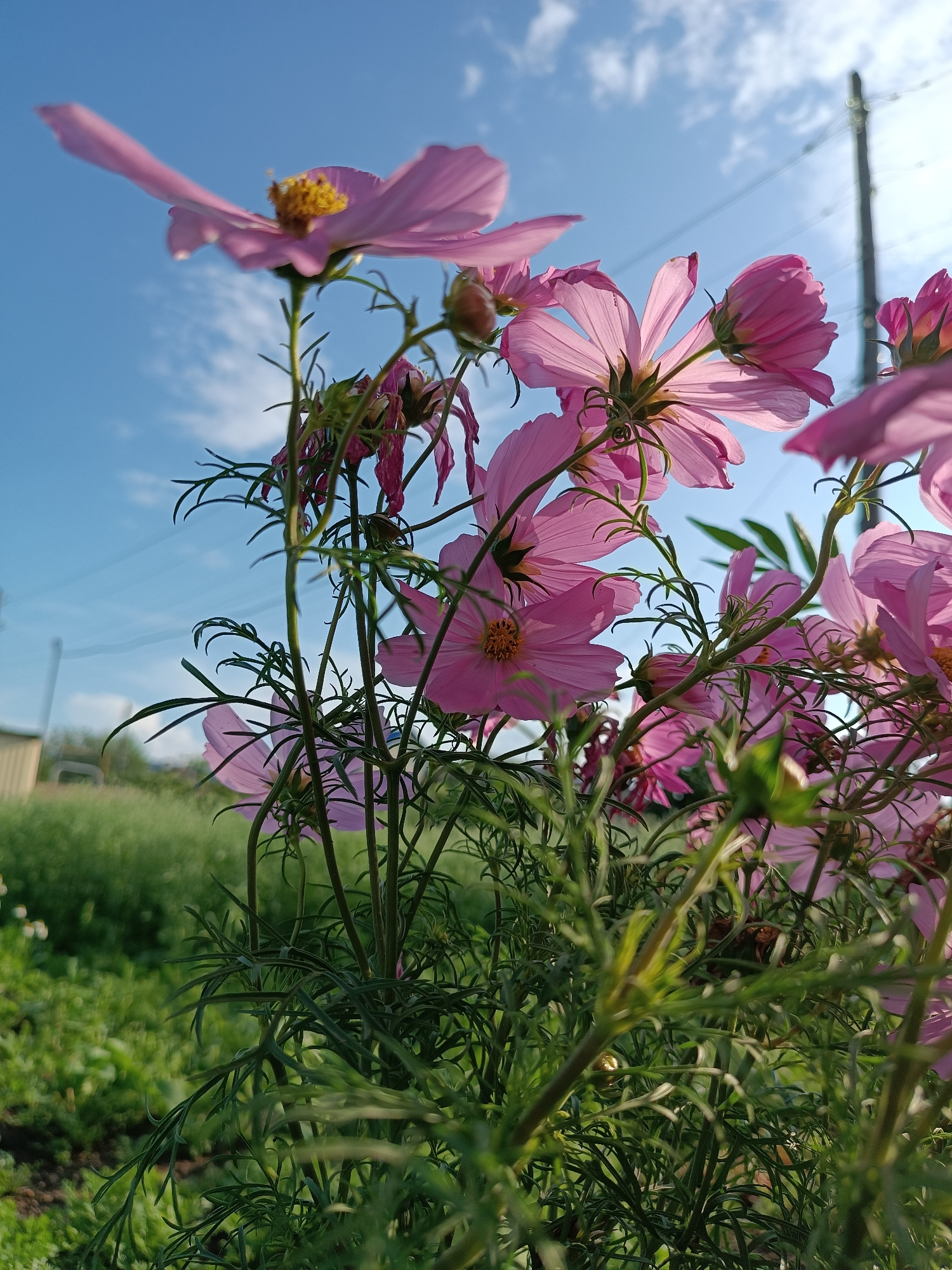 A low-angle shot captures a cluster of pink cosmos flowers in full bloom against a bright blue sky with scattered white clouds. The flowers are the primary subjects, with their delicate petals and yellow centers prominently displayed. Thin, green stems and feathery leaves fill the foreground, creating a lush, organic texture. In the background, a green field stretches out, possibly a meadow or garden, with a building visible on the far left. A utility pole with wires is positioned on the right side of the frame, suggesting an outdoor, possibly rural or suburban, setting. The overall lighting suggests it is daytime, with the sun possibly behind the viewer, illuminating the translucent petals of the flowers. The image appears to be taken in Alexandrovskoe, Russia, based on the provided context. There are no people or visible actions occurring in the scene.