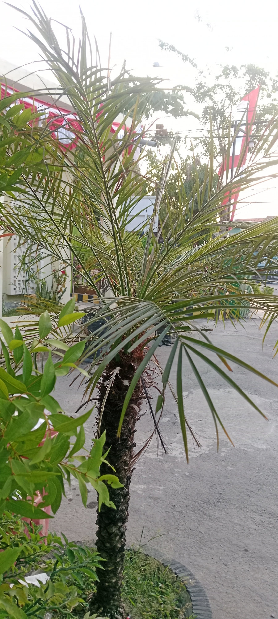 A close-up, eye-level shot captures a potted palm tree with its fronds extending upwards and outwards. The palm's trunk is rough and textured, showing segmented bark patterns. To the left of the palm, a bush with bright green, oval-shaped leaves is partially visible.
In the background, a light-colored building with red and white banner-like decorations is seen. The banner hangs across the building's facade. Beyond the building, the sky is bright and hazy, with the sun obscured by clouds or glare. Trees with dense foliage are visible against the sky. The ground is paved with asphalt, appearing slightly damp in places. The scene appears to be outdoors, possibly in a public area or a well-maintained garden. The presence of the flags suggests a possible celebration or event. The lighting indicates it is daytime, likely late afternoon or early morning due to the soft light. The image was taken in Tuban, Indonesia.