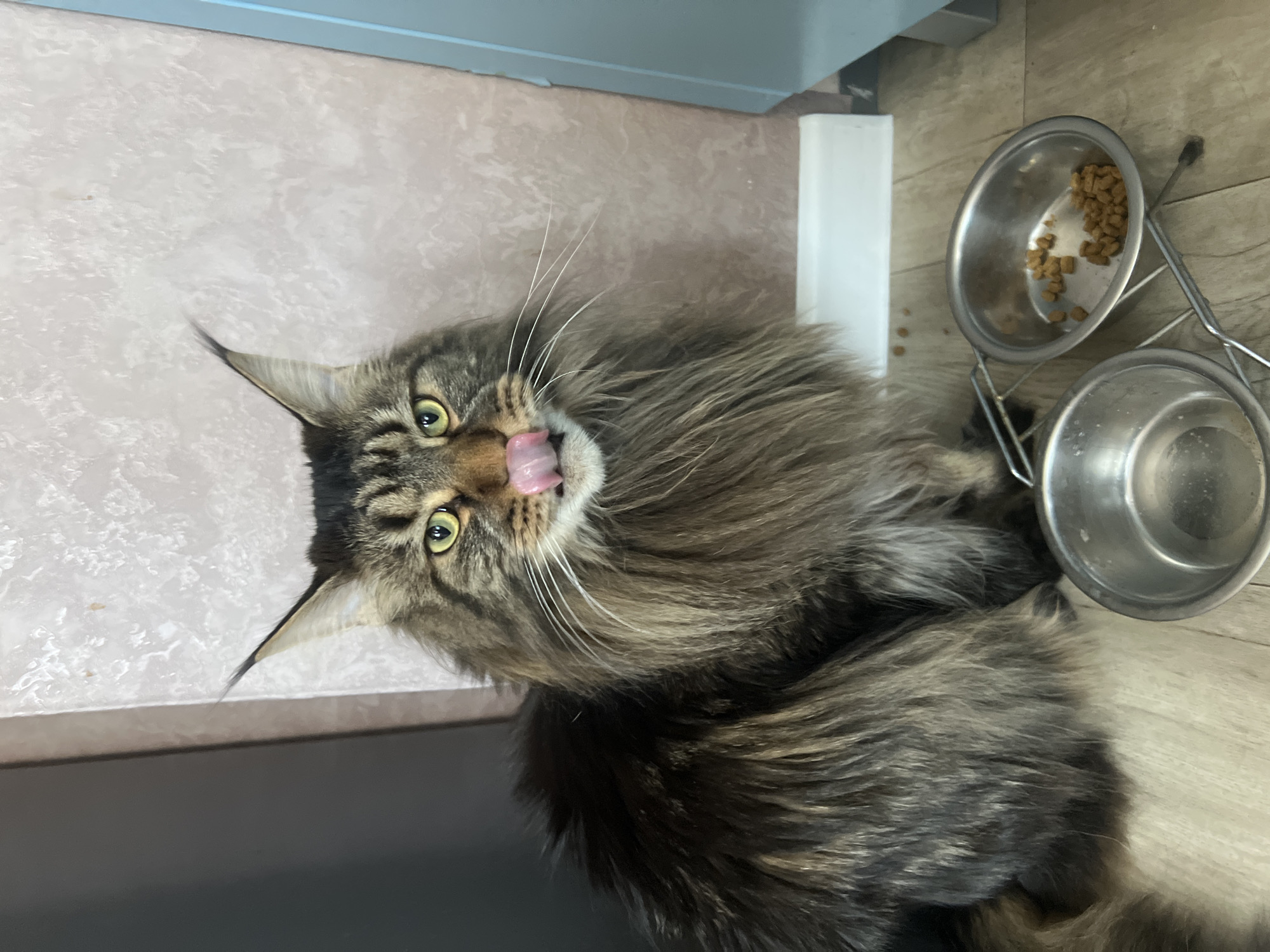 A medium shot captures a fluffy, brown and black Maine Coon cat with bright yellow eyes sitting on a light-colored wooden floor. The cat is positioned in the lower left of the frame, facing the camera with its tongue out, licking its nose. Its thick, bushy fur is a prominent feature, particularly around its neck.
In front of the cat, to the right, are two metal food bowls. One is empty, while the other contains several pieces of dry cat food. A few stray pieces of food are scattered on the floor near the bowls.
The background consists of a wall with a textured, light pink finish. To the left of the cat, a dark grey vertical surface is visible, possibly a door or a piece of furniture. A white baseboard runs along the bottom of the wall. The overall environment suggests an indoor setting, likely a home.
The image does not provide any information about the specific location in the city of Марковский, Russia.