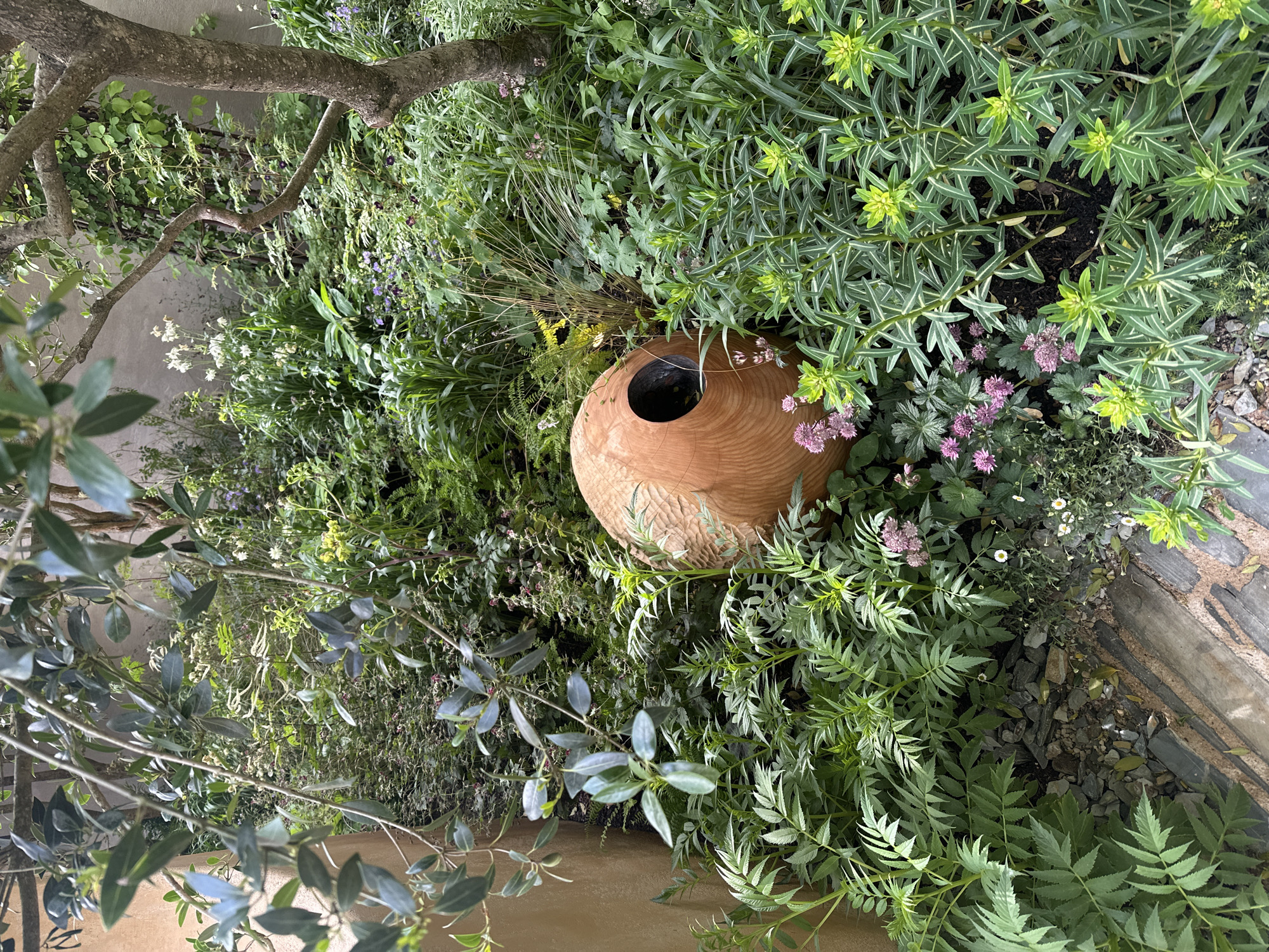 The image shows a garden bed with a variety of plants and a large terracotta pot placed amongst the greenery. The plants include ferns, flowering plants with small pink and white blooms, and spiky-leaved plants with light green tips. A tree branch partially obscures the view in the upper left of the image. The terracotta pot is round with a hole in the top. A stone or brick pathway is visible at the edge of the garden bed. The image may be from London, United Kingdom.