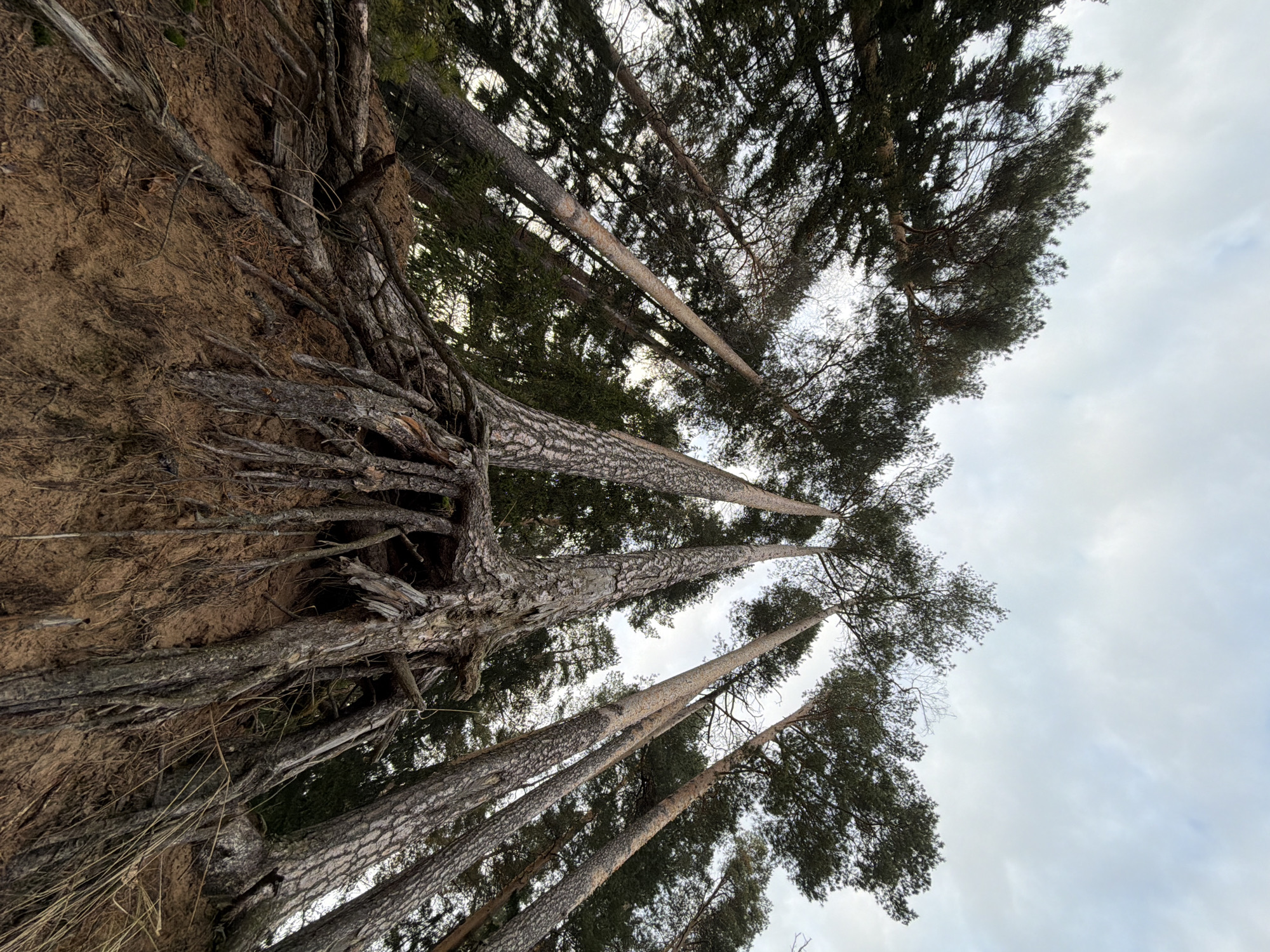 The image shows a low-angle view of a forest scene likely near a bluff or elevated area, judging by the exposed tree roots and soil on the left side of the frame. The trees are tall, slender pines with dense foliage at the top, reaching towards a cloudy sky. The location is Chaikovsky, Russia. There are no people visible in the image. The primary subjects are the trees and the exposed earth. The action captured is the upward growth of the trees against the backdrop of the sky. The environment consists of the forest setting with a focus on the trees, soil, and sky.