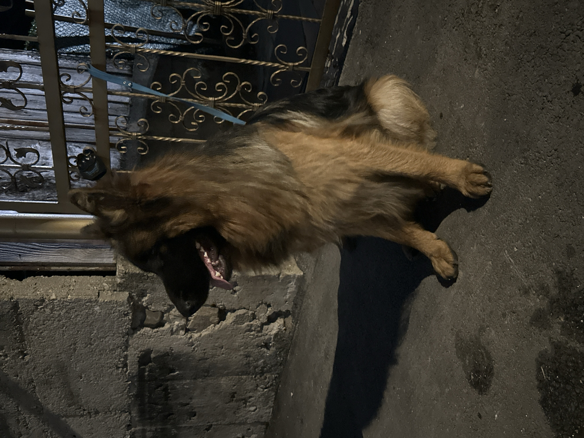 A German Shepherd dog is sitting on asphalt next to a concrete wall and a decorative metal gate. The dog is facing left, with its tongue slightly out. A blue leash is attached to a black circular object mounted on the gate. The scene appears to be outdoors at night, with artificial lighting casting shadows. The location is identified as Kostenets, Bulgaria.