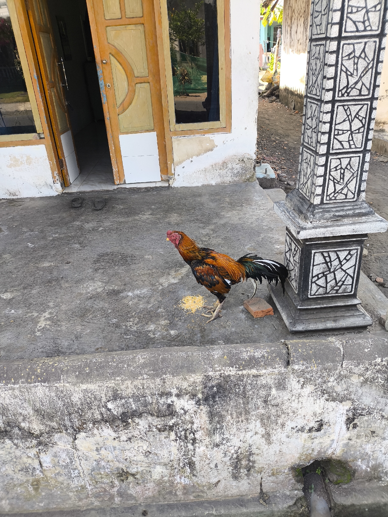A rooster with orange and black feathers stands on a concrete surface in front of a building. A pile of yellow feed is scattered on the ground near the rooster. The building has an open wooden door with yellow accents and a window. A decorative pillar with a black and white patterned design stands to the right of the rooster. The ground is a weathered concrete patio, and a raised concrete border is in the foreground. The background shows a narrow alleyway with more buildings and vegetation. The scene appears to be located outdoors in a residential area.